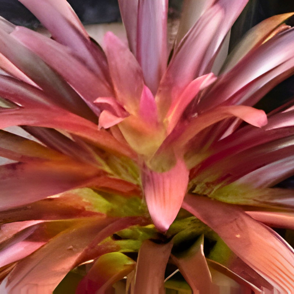 Bromeliad Plant 8" Pot Variegated Lime Green with Red Tips Hohenbergia Castellanosii Tropical Houseplant Collector's Item