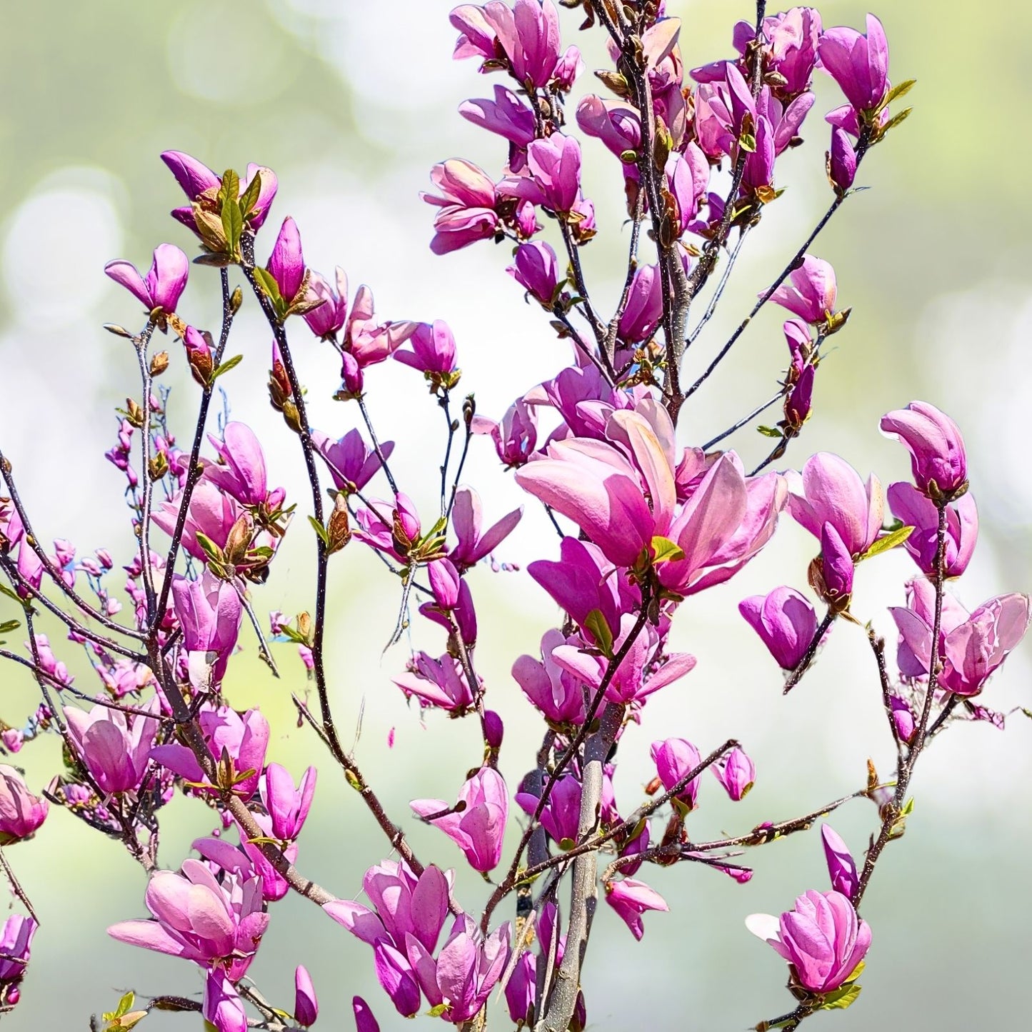 Jane Magnolia Shrub Live Plant - 2.5" Pot, Cold Hardy, Spring Blooms, Magnolia x Jane, Zones 4–7