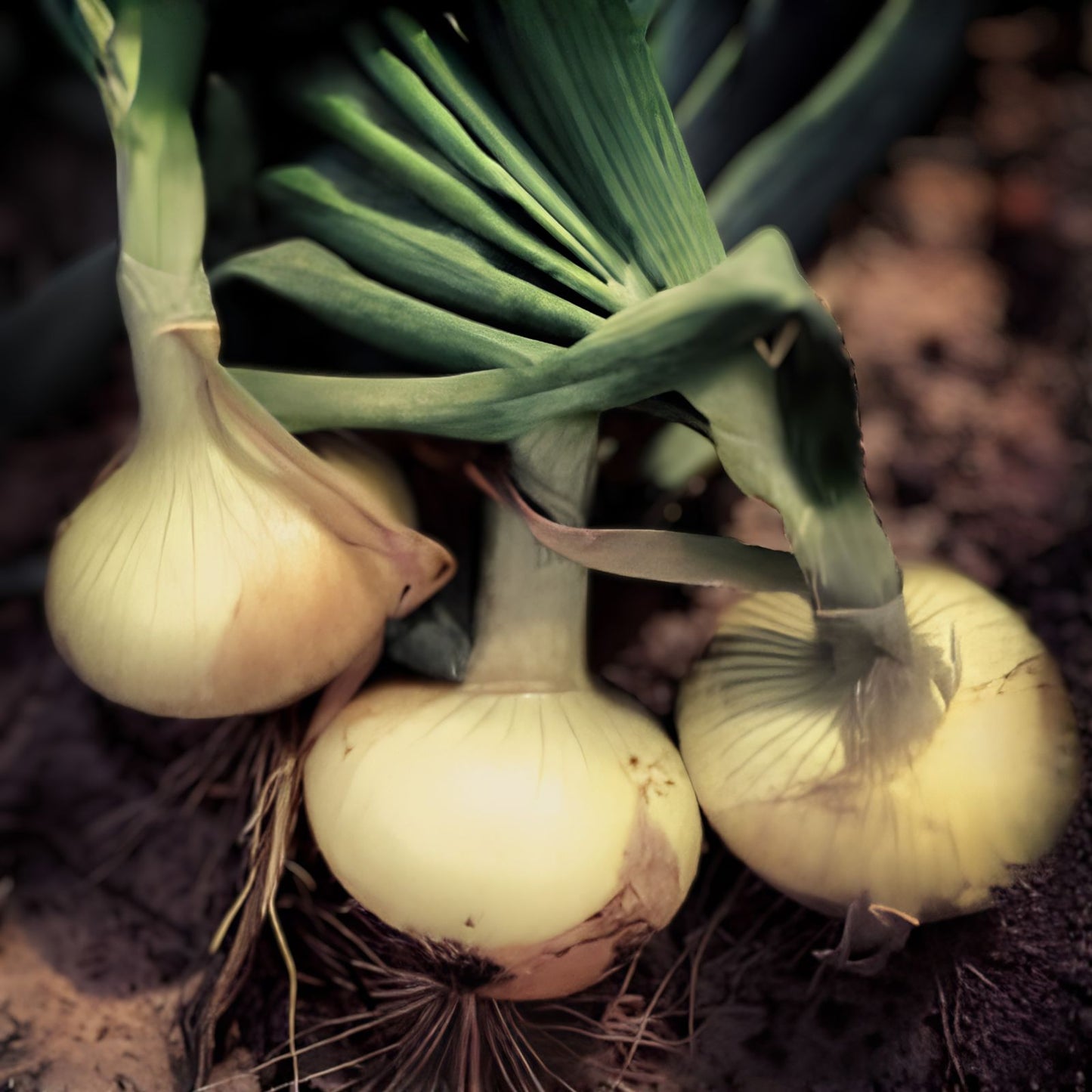 Organic Vidalia Sweet Onion Seeds Allium cepa Non-GMO Starter Plant Bare Root Garden Planting