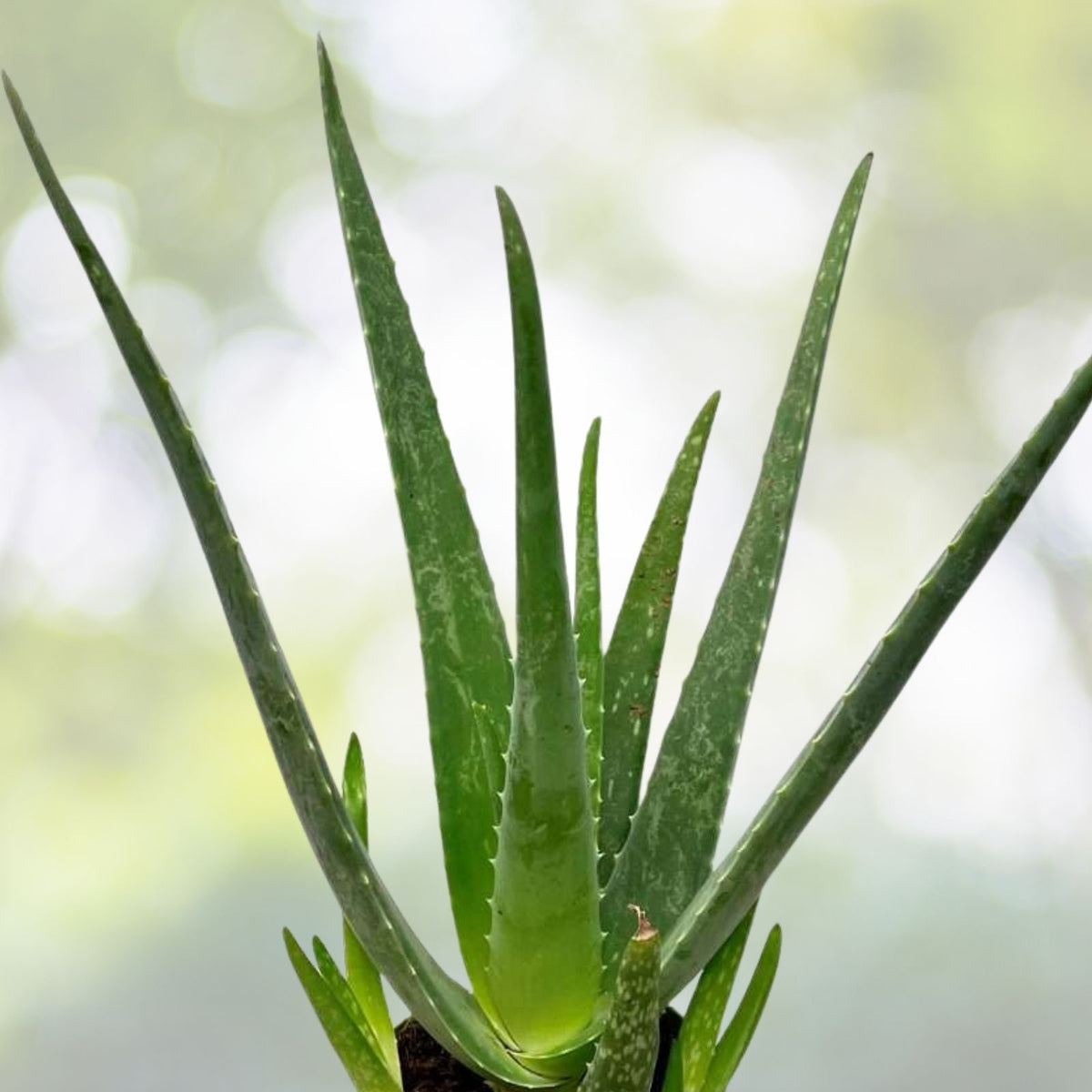 Aloe Vera Plants - 2 Pack - Fuji Variety - Medicinal & Cosmetic Benefits - Aloe barbadensis miller