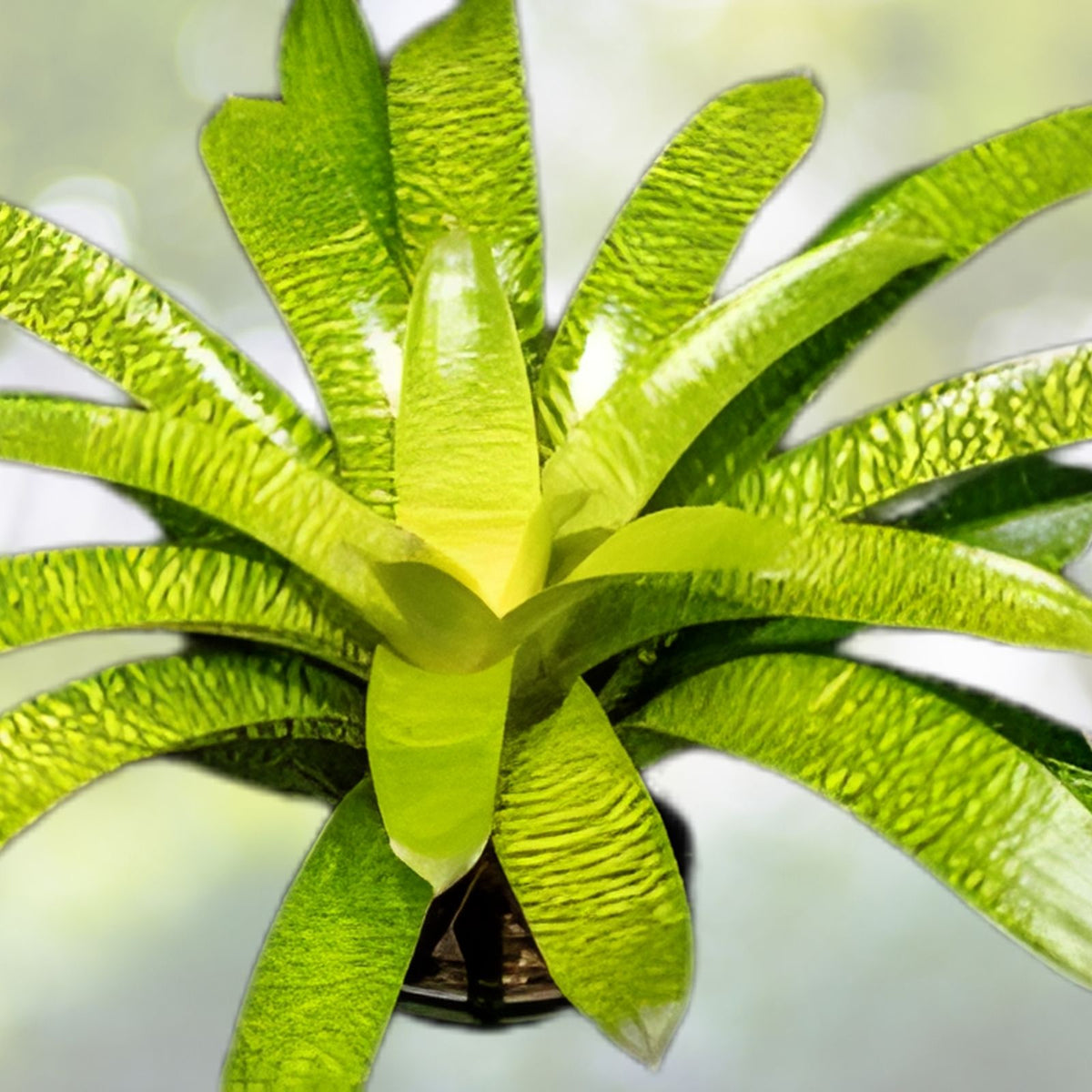 Vriesea Plant 6" Mint Julip Bromeliad - Unique Mottled Green Foliage - Vriesea Mint Julip