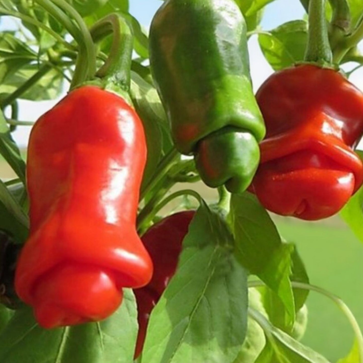 Peter Pepper Seeds 30 Count, Easy to Grow Exotic Capsicum annuum Pepper Seeds for Unique Appearance