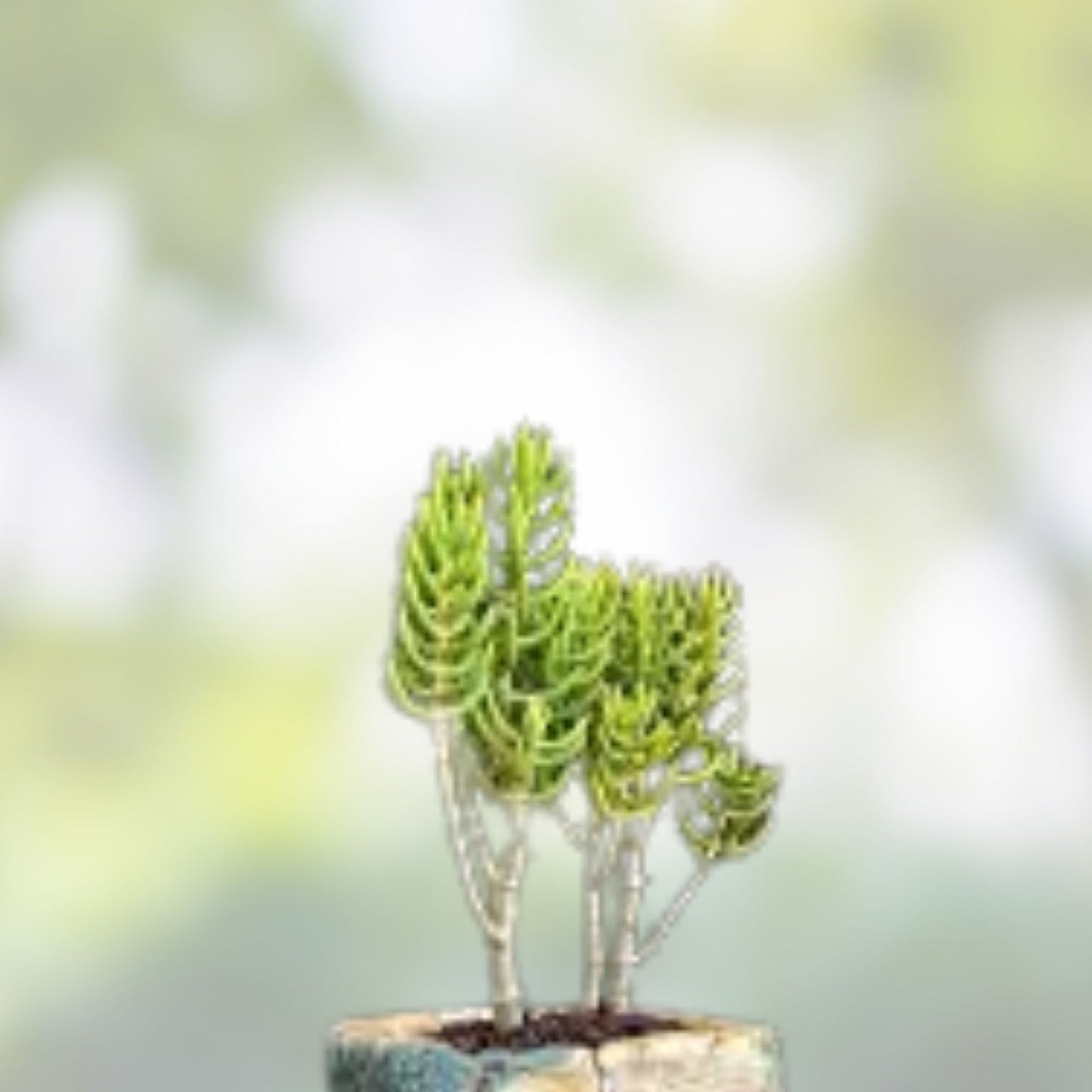 Mini Pine Tree Cuttings - 4 Succulent Bonsai for Indoor Plants - Home Decor - Pinus spp.