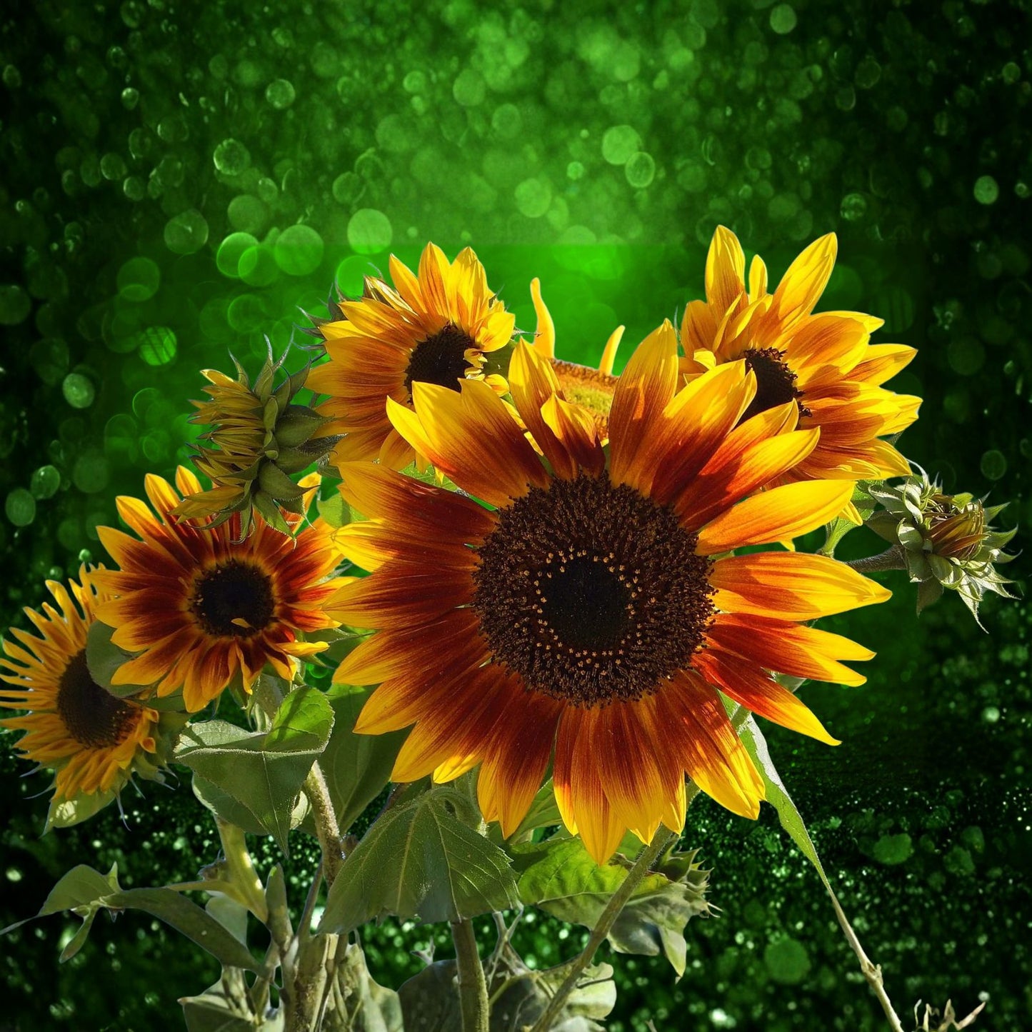 Autumn Beauty Sunflower Seeds 10 Pack – Warm Colors, Late Season Blooms, Helianthus annuus 'Autumn Beauty'
