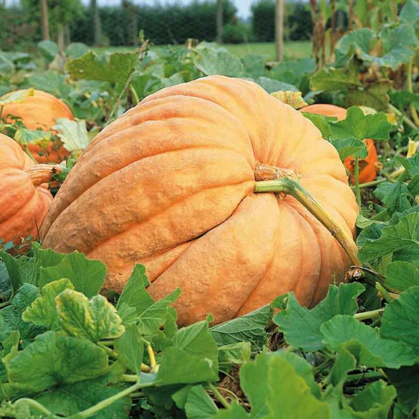 Pumpkin Seeds for Planting, 10 Count, Atlantic Giant, Cucurbita pepo, Large Ornamental Pumpkin Seeds