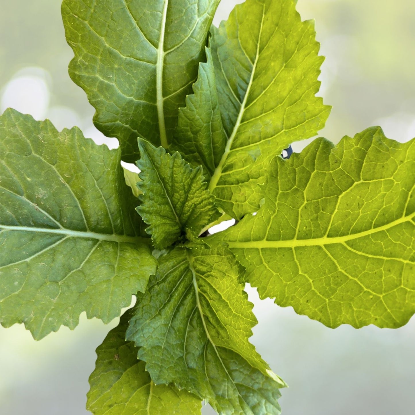 Florida Broadleaf Mustard Seeds | NON-GMO Heirloom Vegetable Seeds | Brassica juncea for Home Gardening