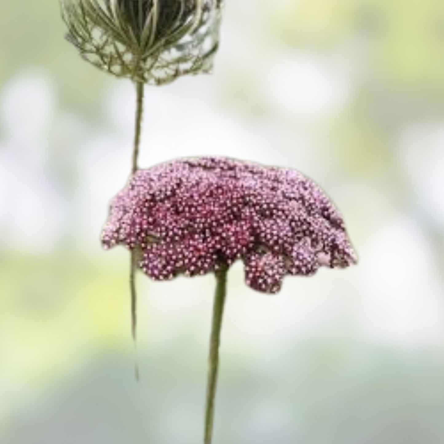 Queen Anne's Lace Seeds 250 Pack - Wildflower Seeds for Planting - Daucus carota - Native American Wildflower Seeds - Made in USA