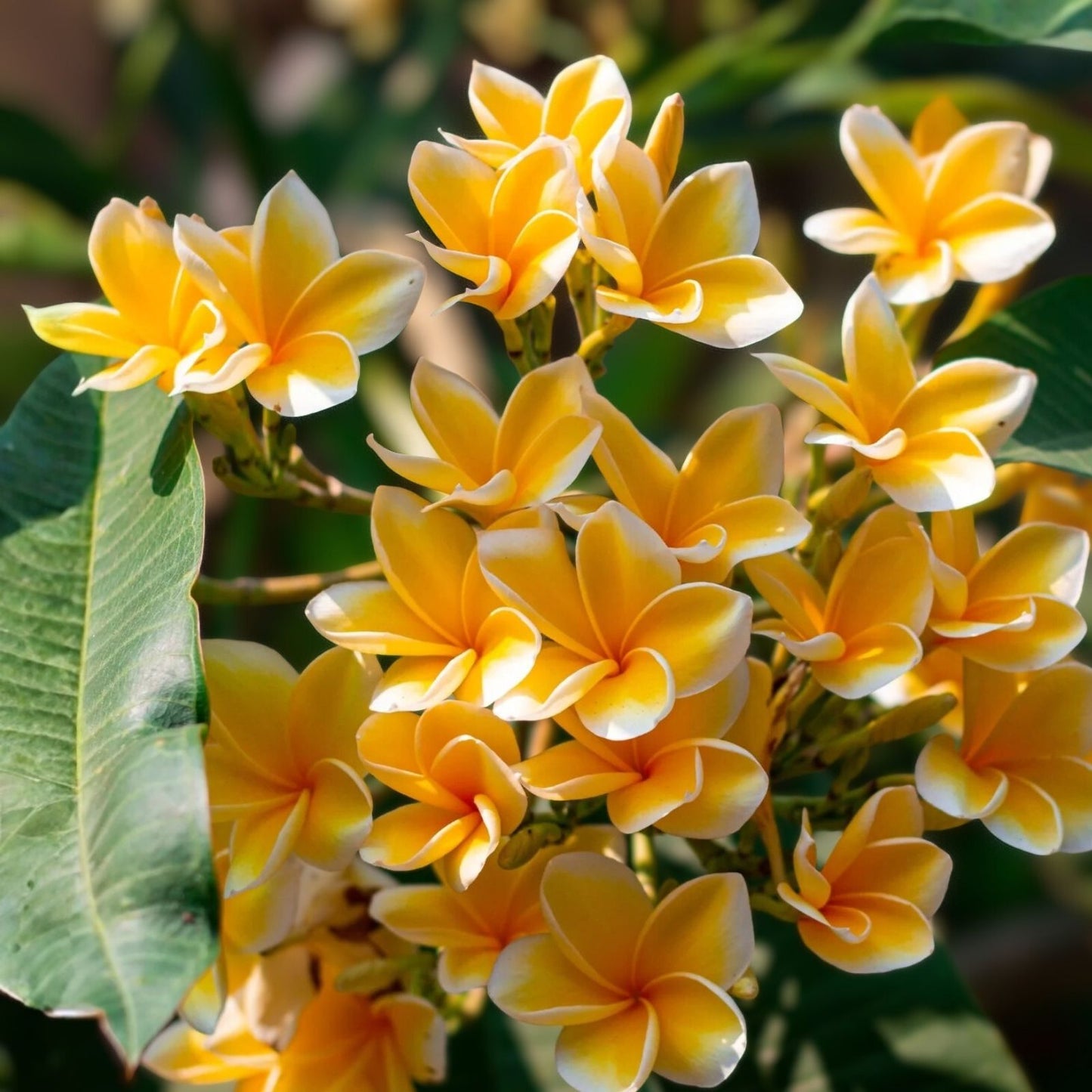 Rooted Plumeria Cutting 2ft - Yellow and White Flowers - Plumeria rubra - Tropical Flowering Plant for Garden and Patio