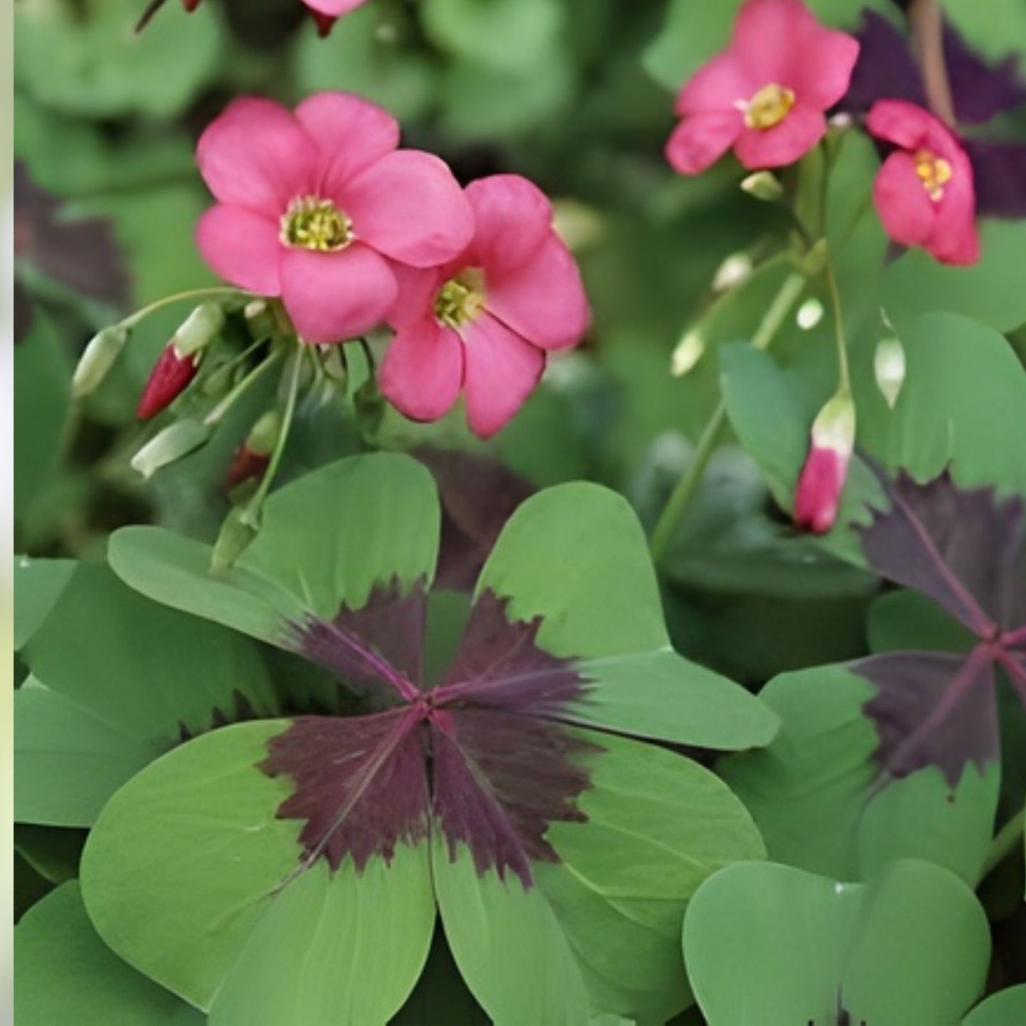 Shamrock Iron Cross Bulbs - Four Leaf Clover Houseplant - Hardy Oxalis triangularis for Zones 7-10