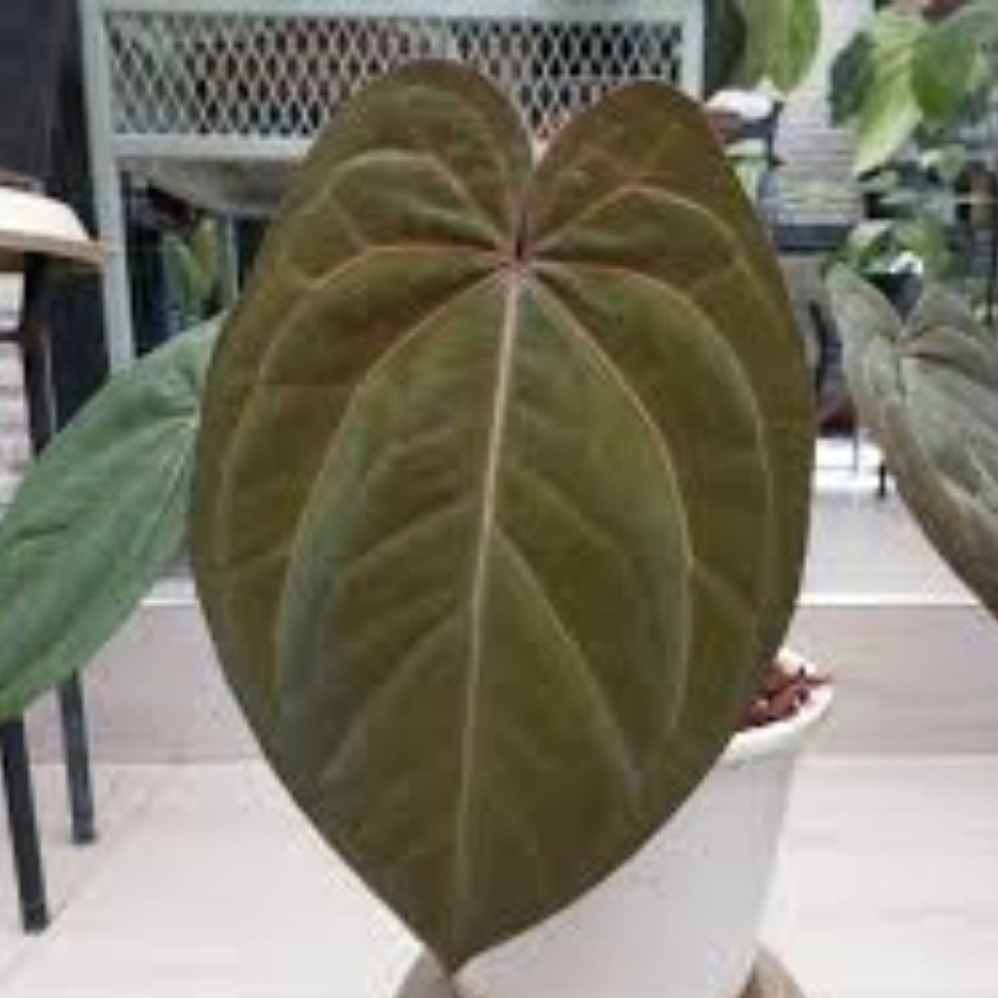 Anthurium Plant - Wide Velvet Leaf - Dark Phoenix x Indo Port x King of Spades - Tropical Houseplant