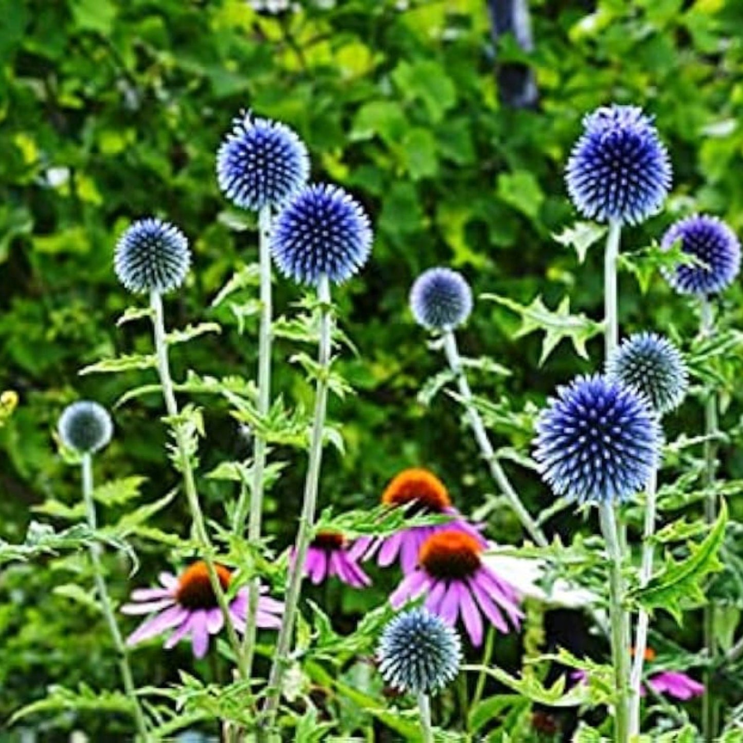 Globe Thistle Seeds 30 Pack - Exotic Blue Echinops ritro Perennial Flowering Plant Seeds for Garden