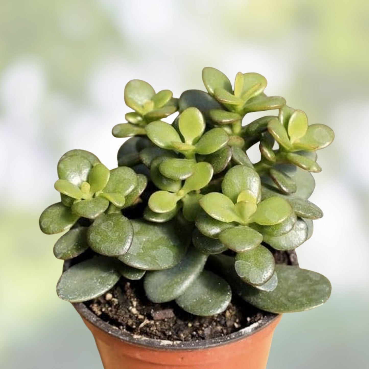 Jade Plant Cuttings - 3 Live Succulents - Crassula ovata - Easy to Grow Organic Lucky Plant