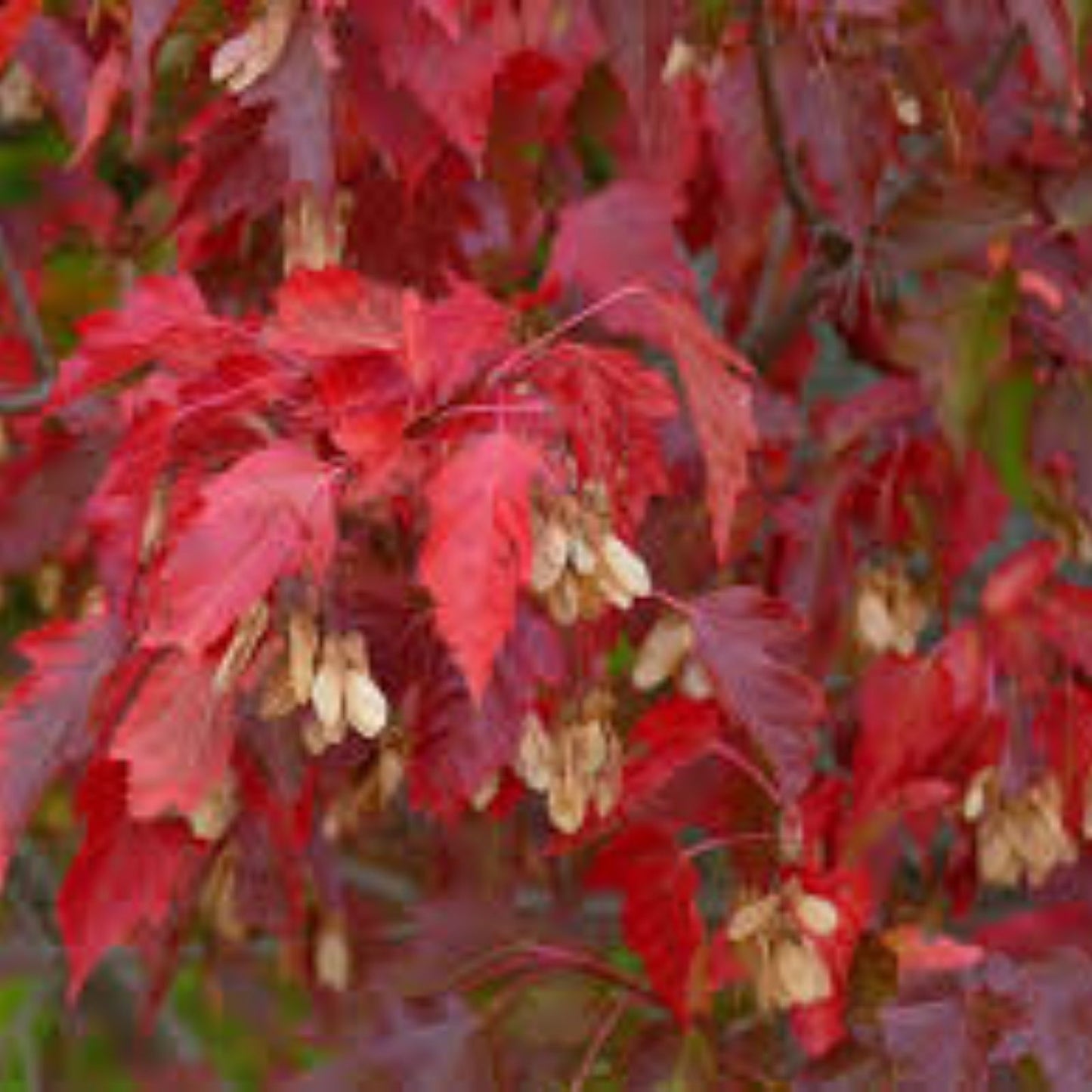 Amur Maple Tree Seeds 30 Pack, Acer tataricum ginnala, Hardy Deciduous Tree, Fast-Growing, Beautiful Fall Foliage, Planting Seeds