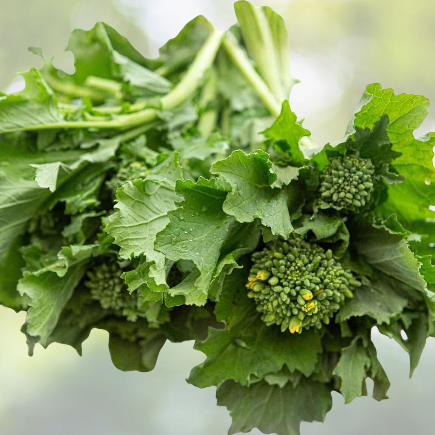 Broccoli Raab Seeds 500 Pack - Heirloom Rapini Non-GMO Vegetable Brassica rapa subsp. sylvestris