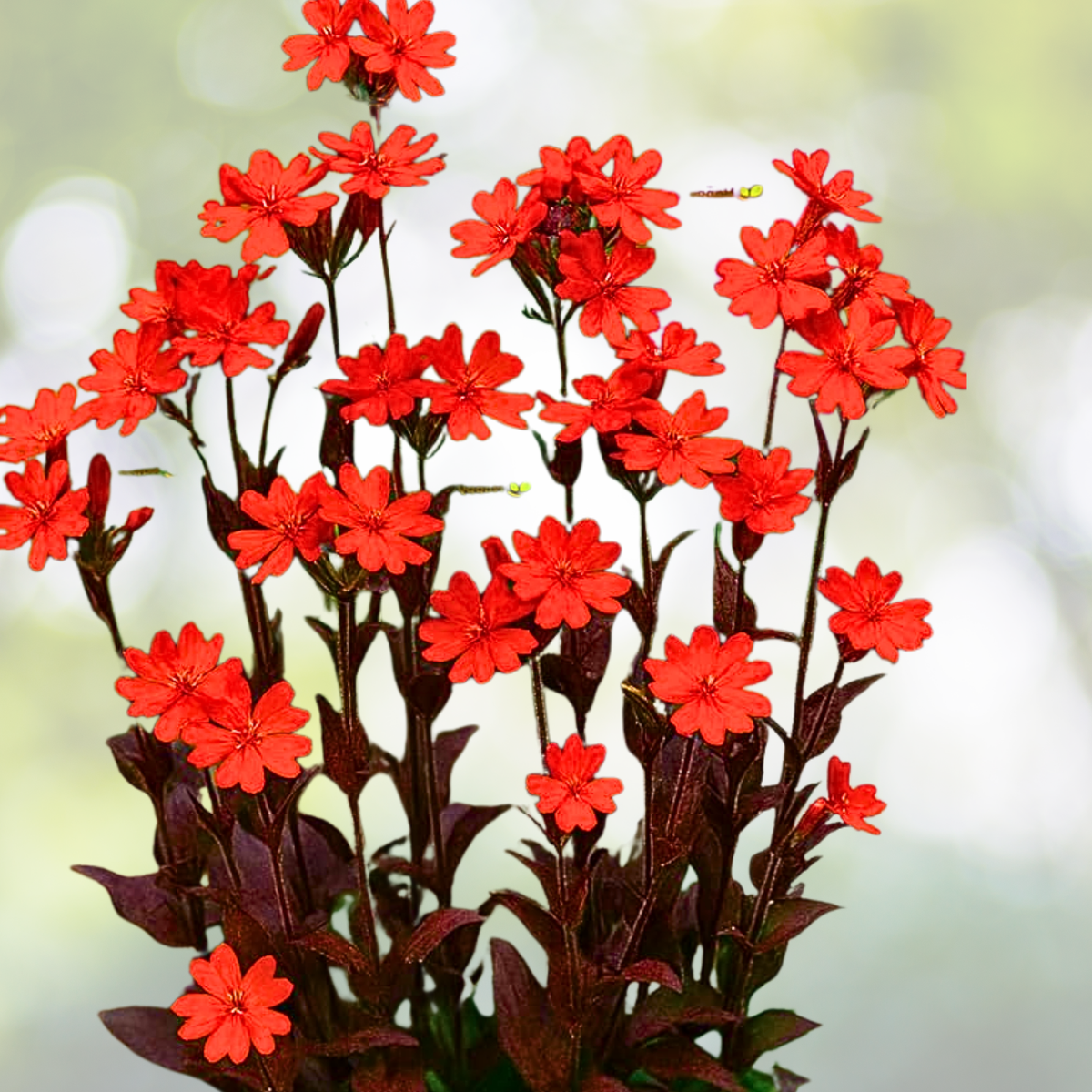Arkwright's Campion Seeds - 100 Non-GMO Vesuvius Perennial Hummingbird Attracting Seeds - Silene armeria