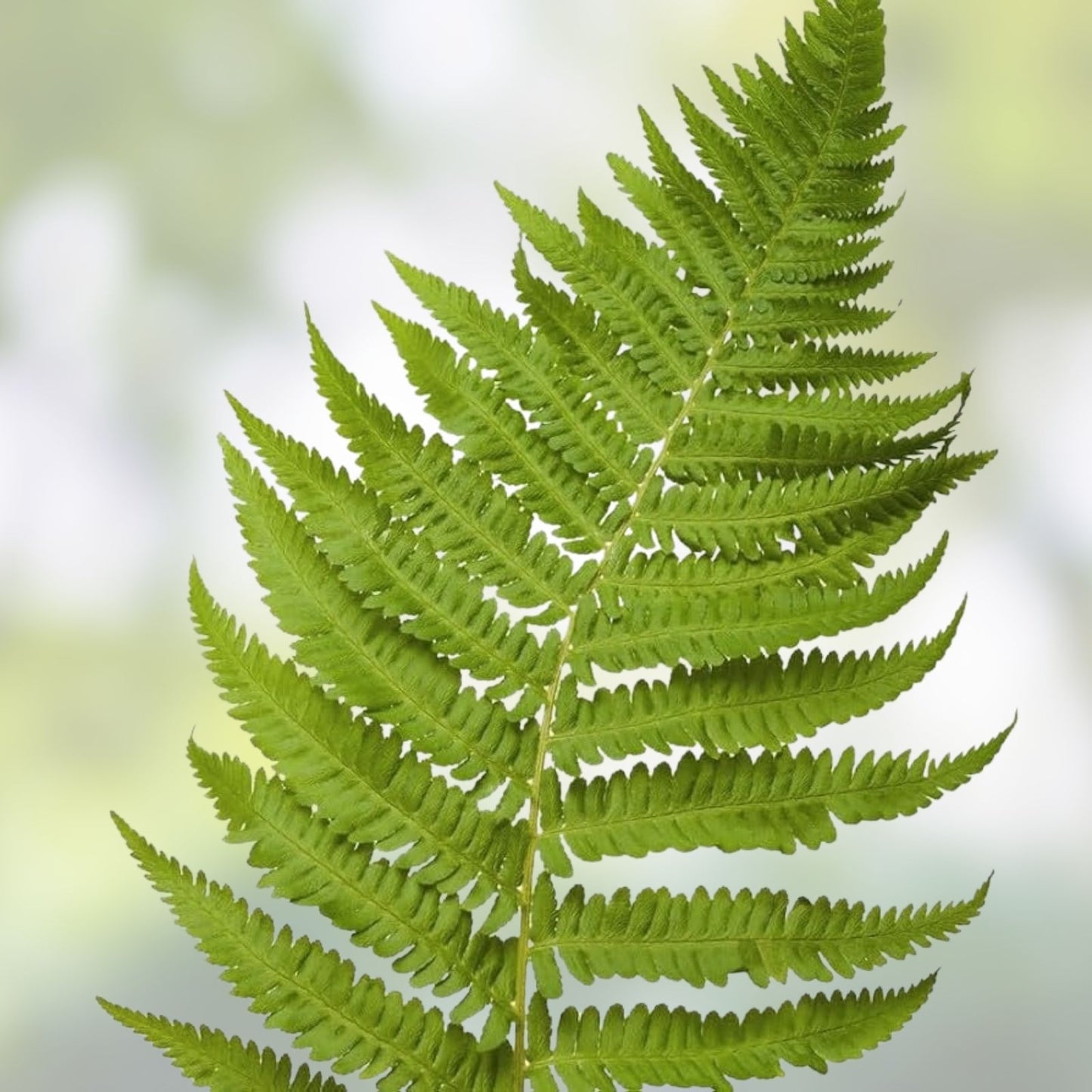 Rooted Fern Plants 20 Assorted Varieties Lush Green Foliage Indoor Outdoor Garden (Various Species)