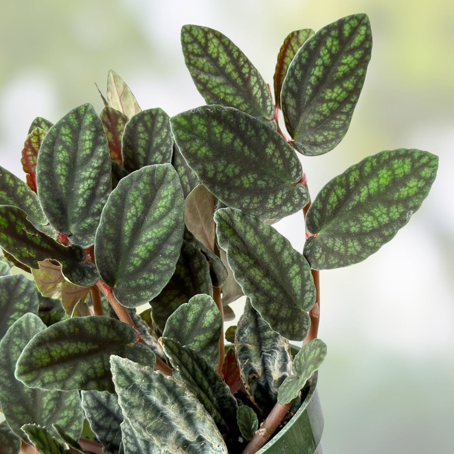 Rare Polynesian Ivy Trailing Watermelon Vine - Pellionia Repens Indoor Houseplant - Unique Greenery for Home Decor