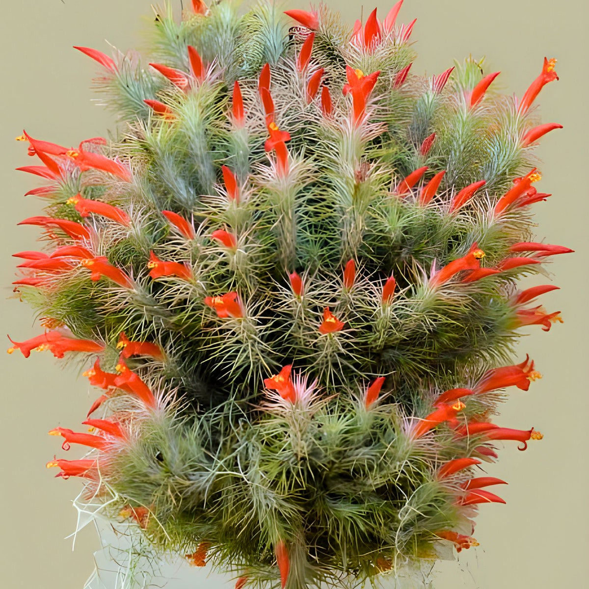 Tilandsia Funckiana Air Plant - Caulescent Variety with Pine Needle Leaves - Tropical Houseplant - Easy Care Air Plant