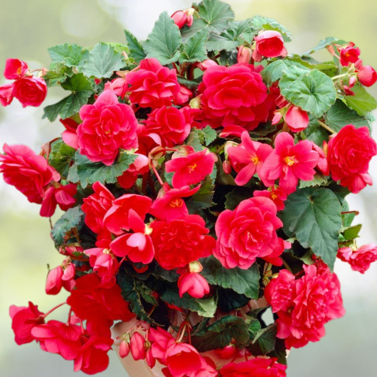 Pearl Aura Begonia Seeds 45 or 125 Non-GMO Flower Seeds Decorative Begonia for Home Gardening (Begonia)