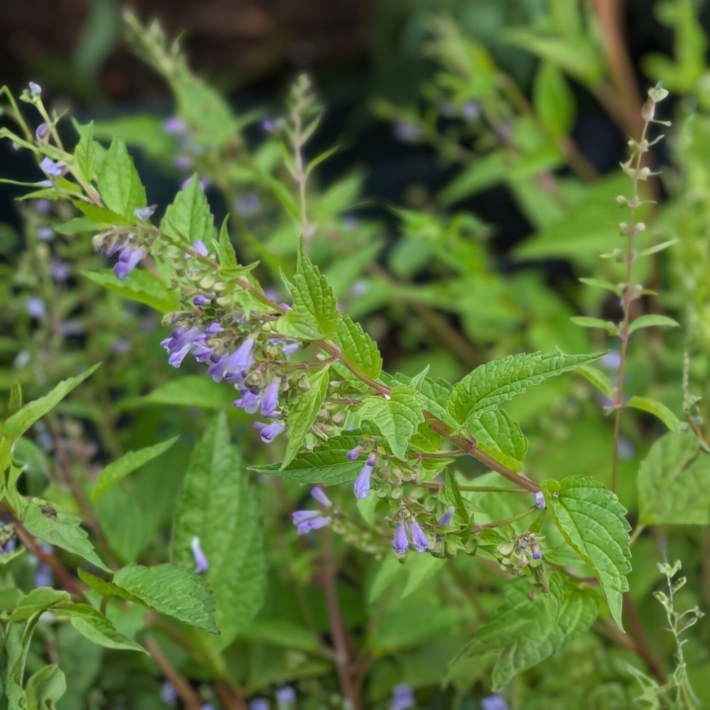 100+ Skullcap Herb Seeds – Medicinal Variety, Scutellaria lateriflora, Herbal Seeds for Tea and Remedies, Mad Dog USA Seller