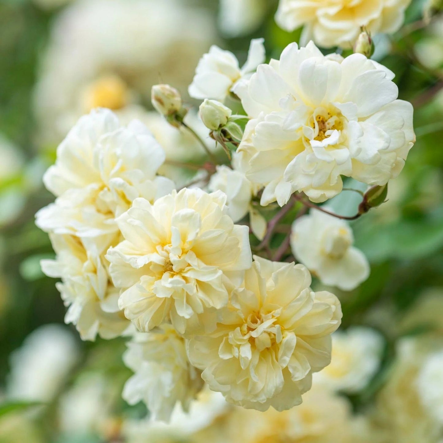 Fragrant English Rambling Rose Cuttings - Auscanary Variety, Unrooted, Garden and Landscaping Climbing Rose Plant