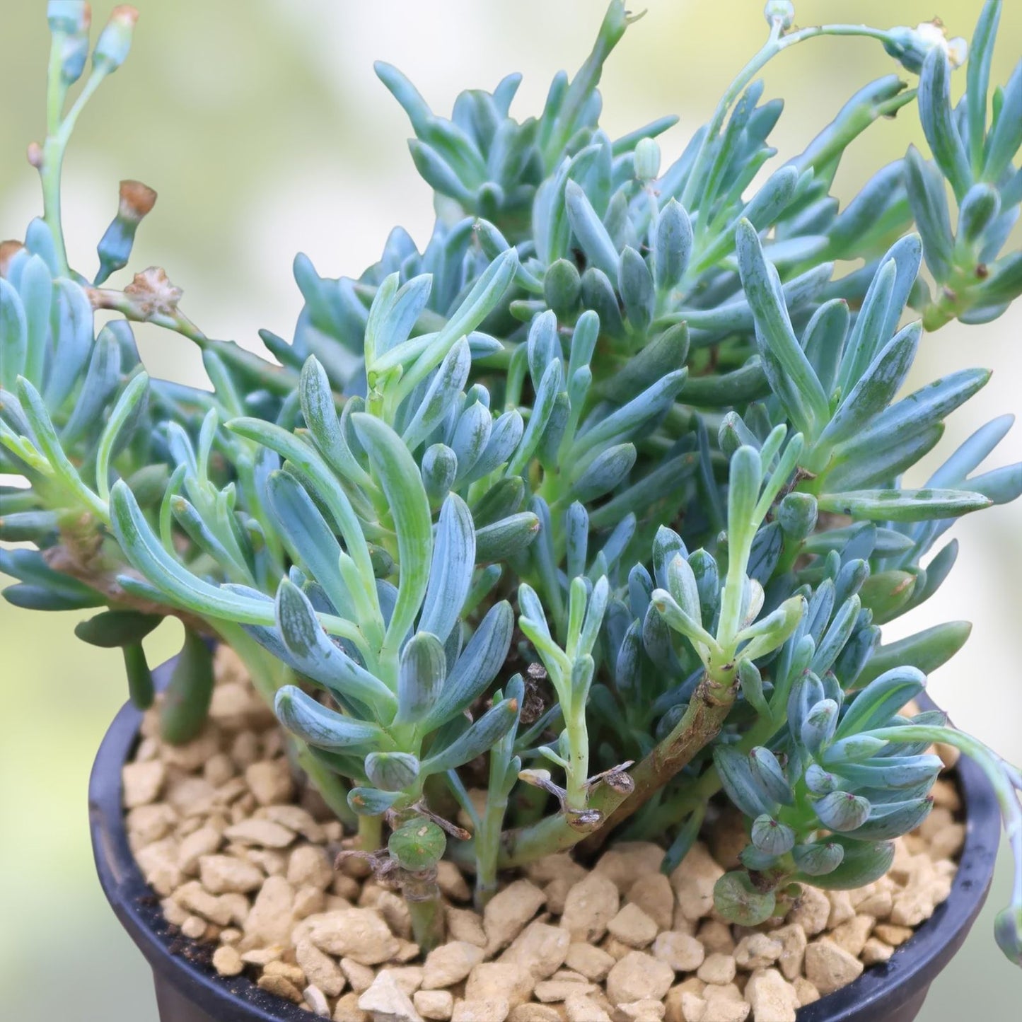 Blue Chalk Sticks Succulent Cutting - Easy Care Live Plant - Senecio serpens - Blue Gray Foliage, Rare Succulent Plant