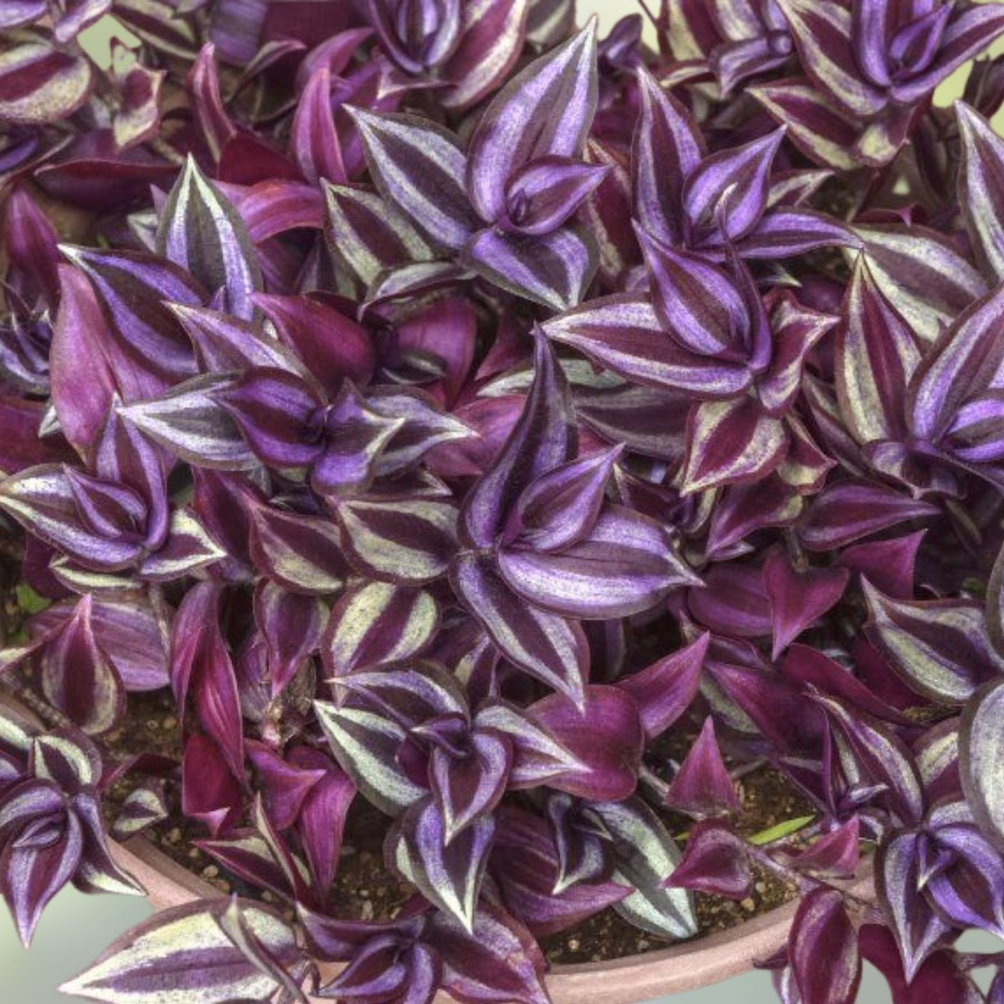 Wandering Jew Plant Cuttings - 20 Fresh Green Tradescantia Propagation Cuttings for Easy Indoor Gardening
