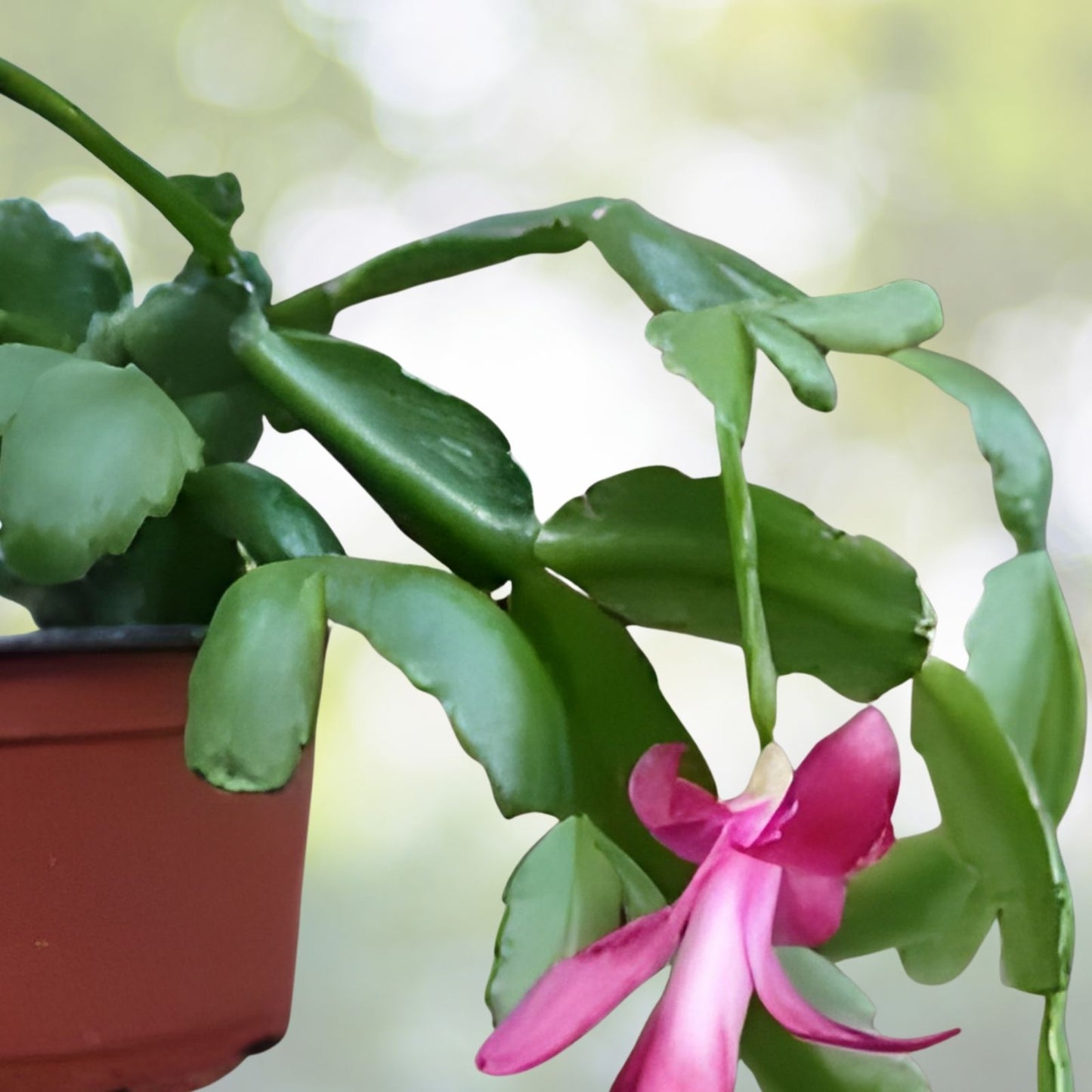 Thanksgiving Cactus Cuttings - Schlumbergera "Chelsea" - No Roots - Succulent Plant Propagation