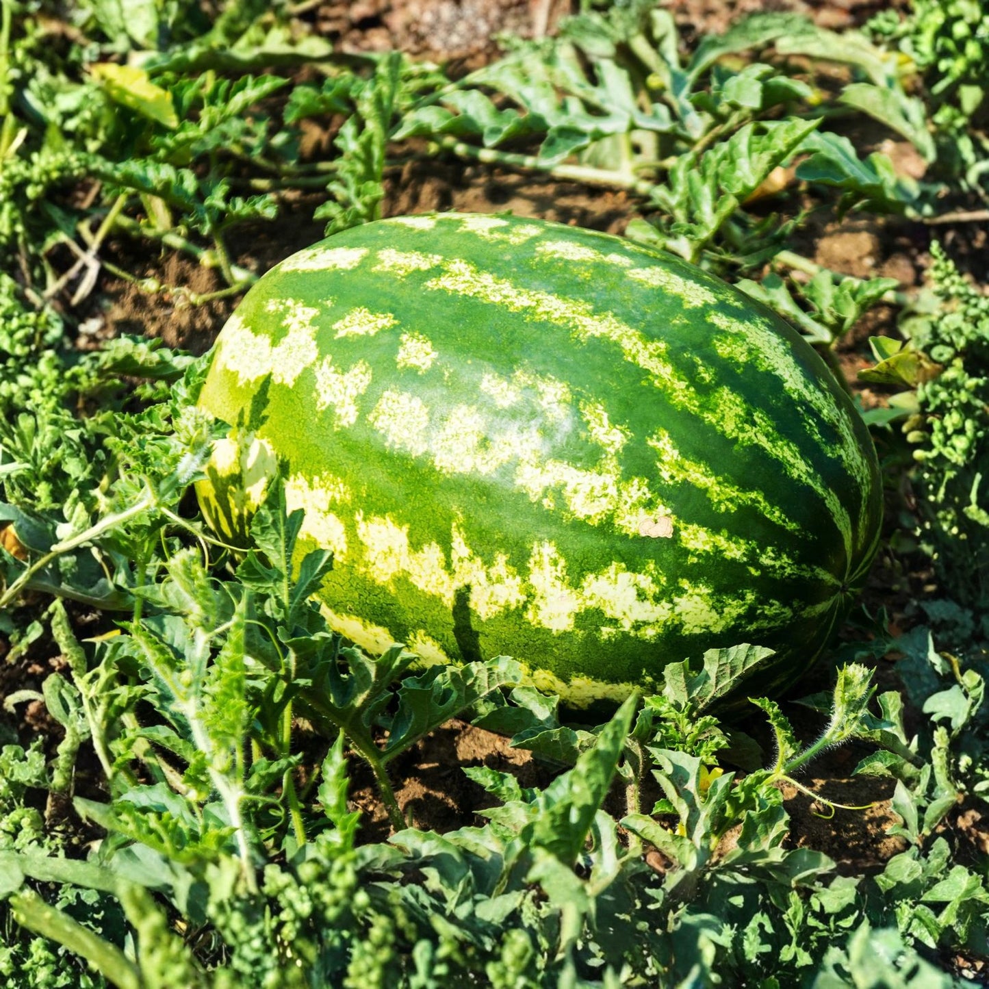 Watermelon Seeds 25 Count - Summer Fruit Seeds for Planting - Citrullus lanatus - Garden Vegetable Seeds