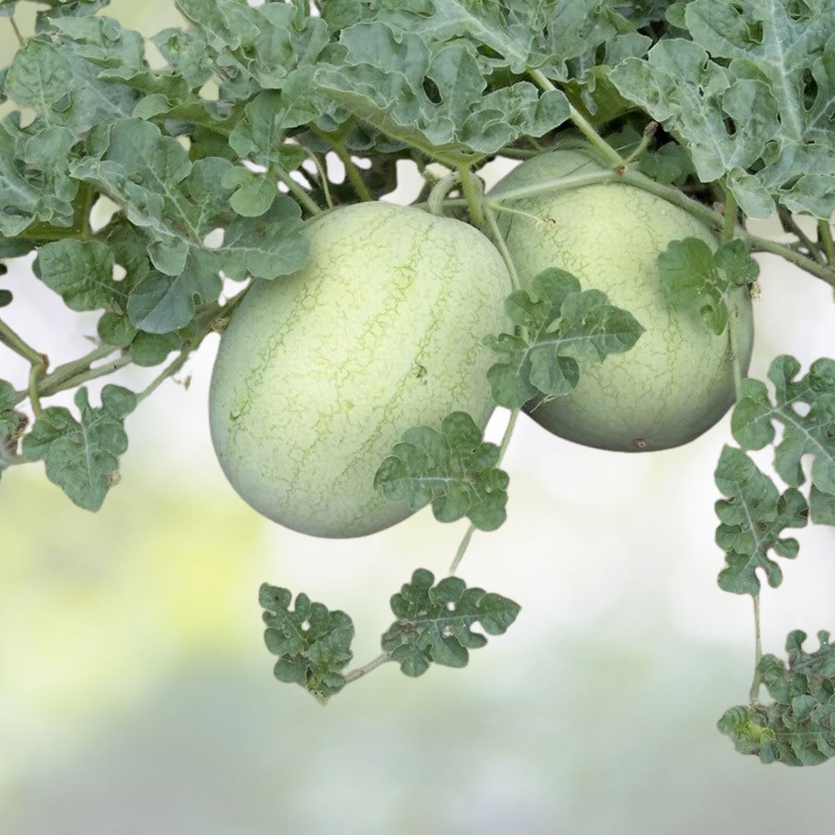 Garrisonian Watermelon Seeds | NON-GMO Heirloom | Organic Gardening | Citrullus lanatus