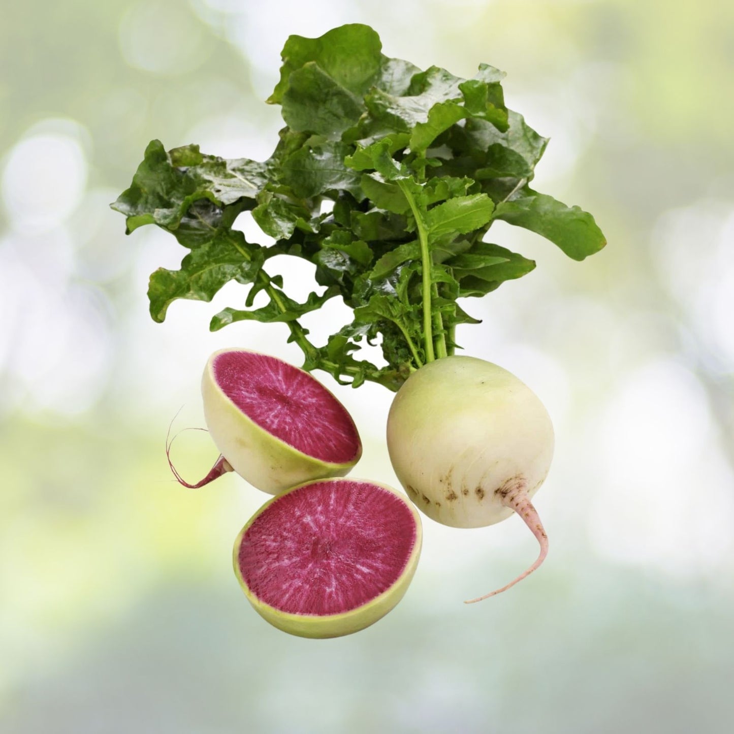 Watermelon Radish Seeds - 200+ Heirloom Chinese Red Heart Beauty Heart - Raphanus sativus