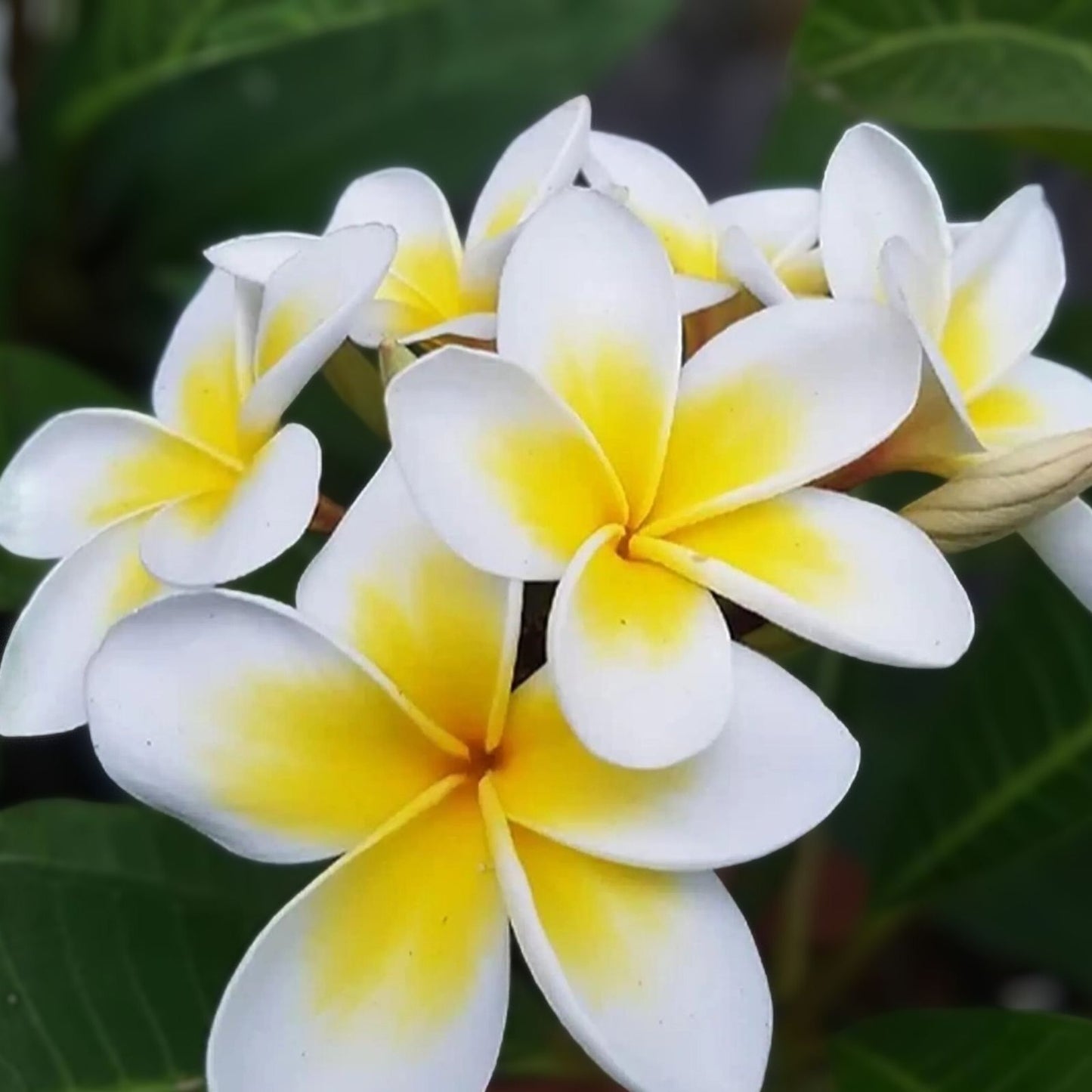Yellow Plumeria Starter Cutting - Triple Head Fresh Plant - Plumeria spp. - 10 Inch