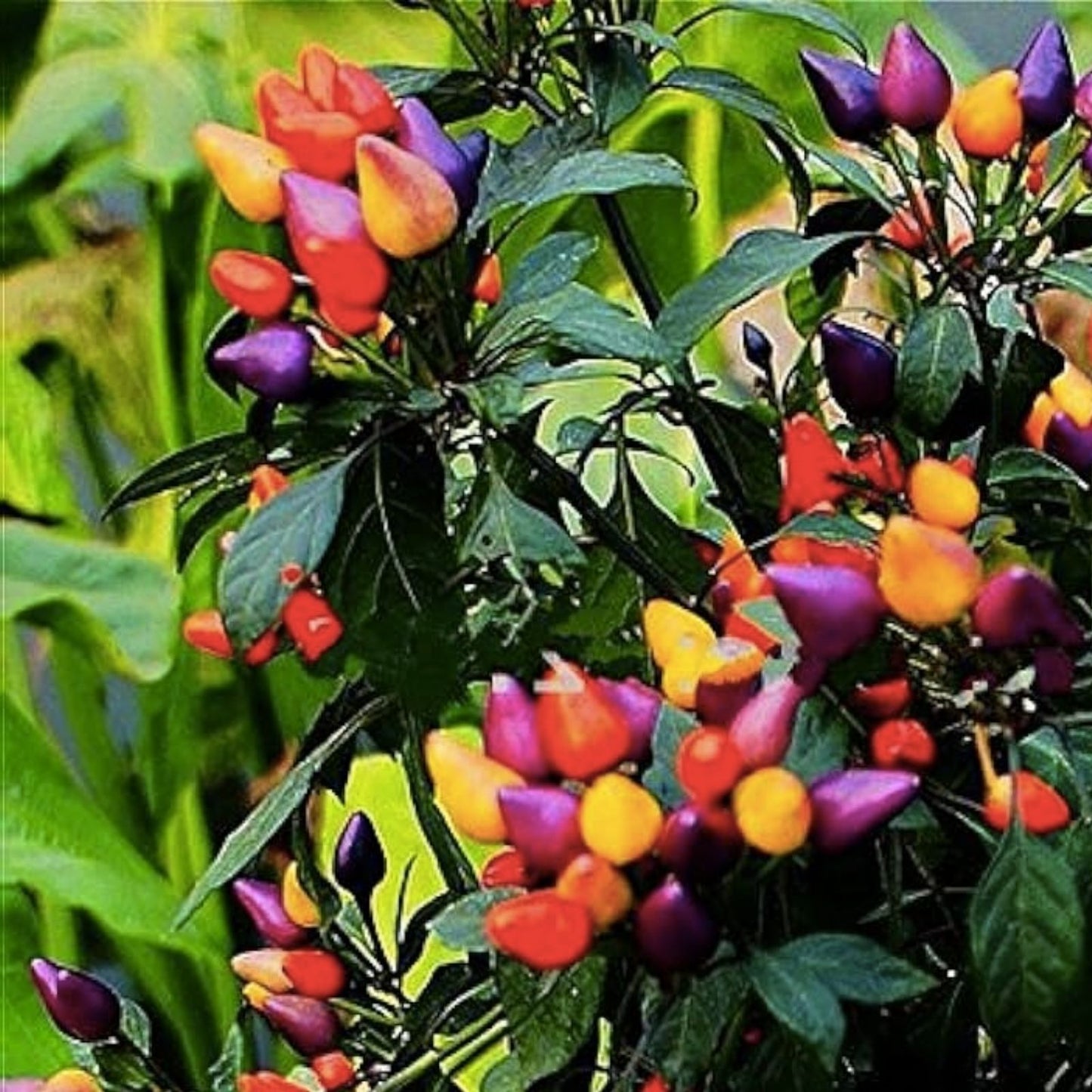 Exotic Pepper Seeds for Planting – Heirloom Variety – Spicy Flavors – Capsicum spp.