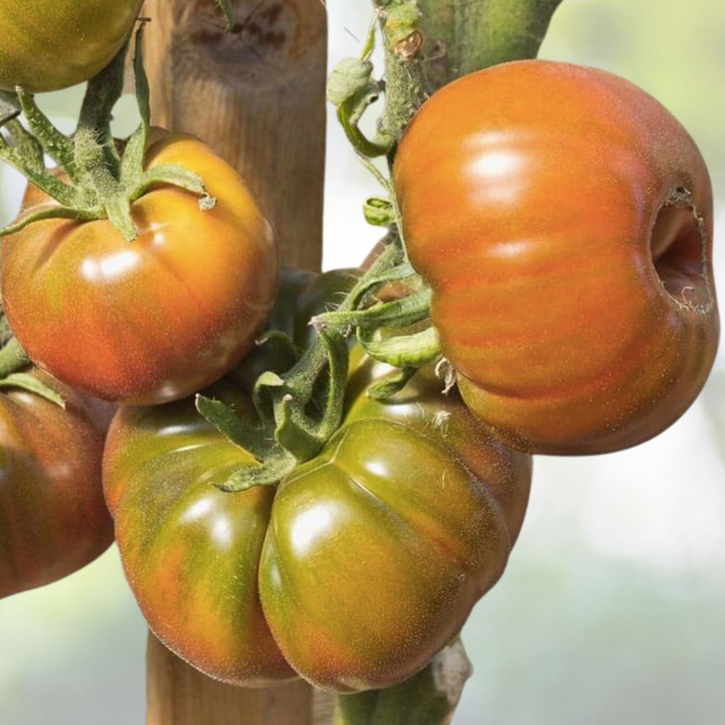 Organic Black Krim Tomato Seeds - 50+ Large Beefsteak Rare Russian Heirloom (Solanum lycopersicum)