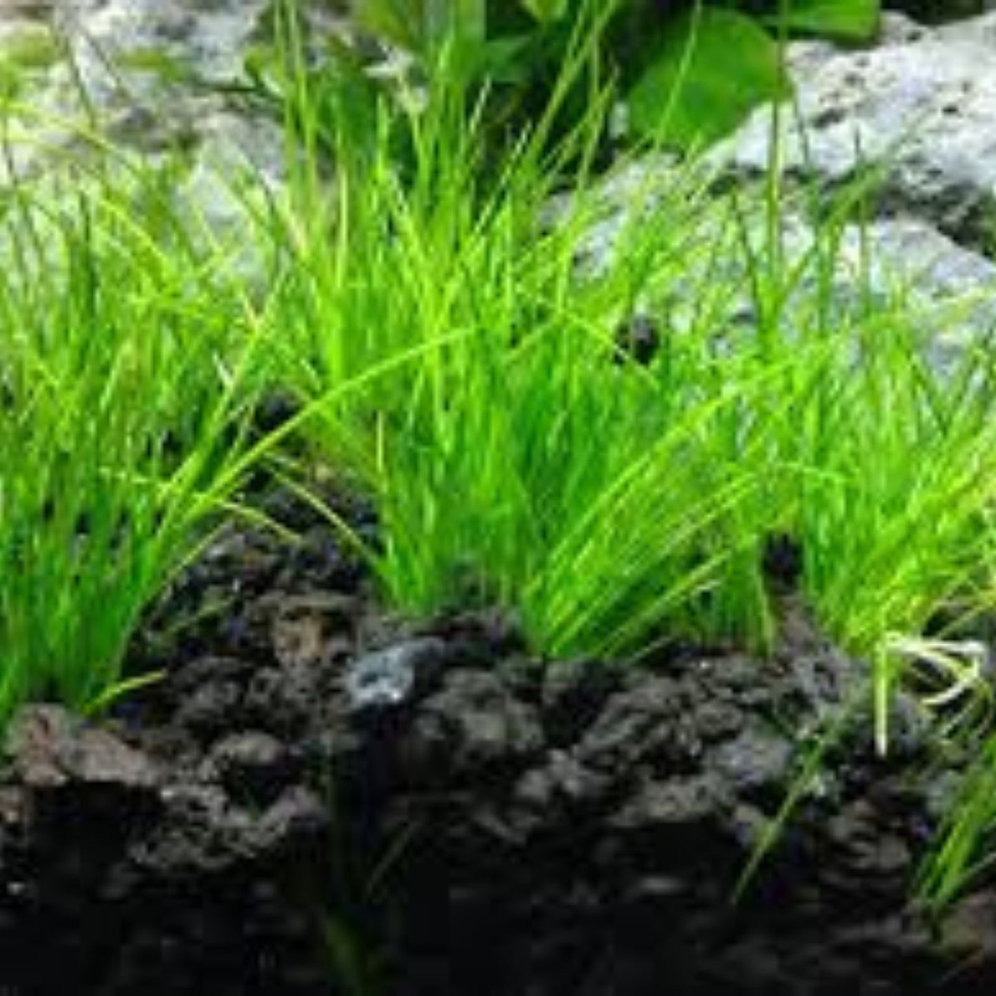 Dwarf Hairgrass Seeds - 50 Pack - Aquatic Plant for Aquarium - Eleocharis parvula - Live Aquarium Plant Seeds