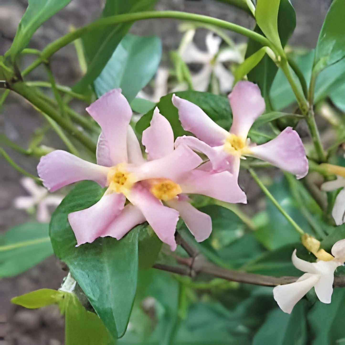 Pink Star Jasmine Cuttings - 5 Fragrant Planting Clippings - Trachelospermum jasminoides - Garden, Indoor, Outdoor
