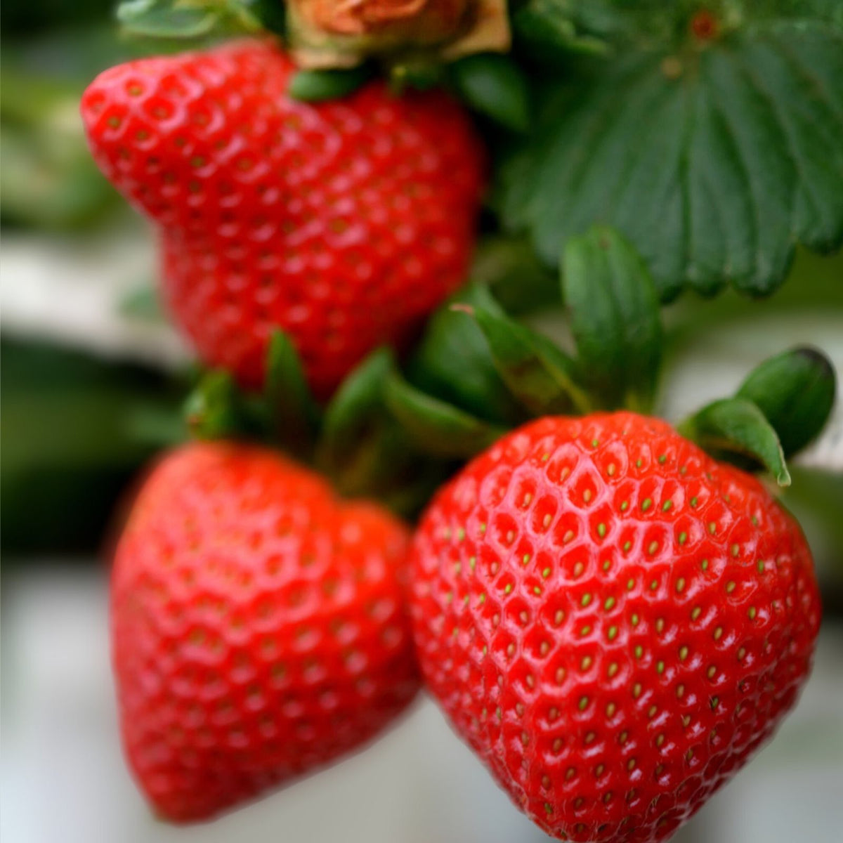Allstar Junebearing Strawberry Plants - 20 Bare Root Perennial Fruit Plants (Fragaria × ananassa)