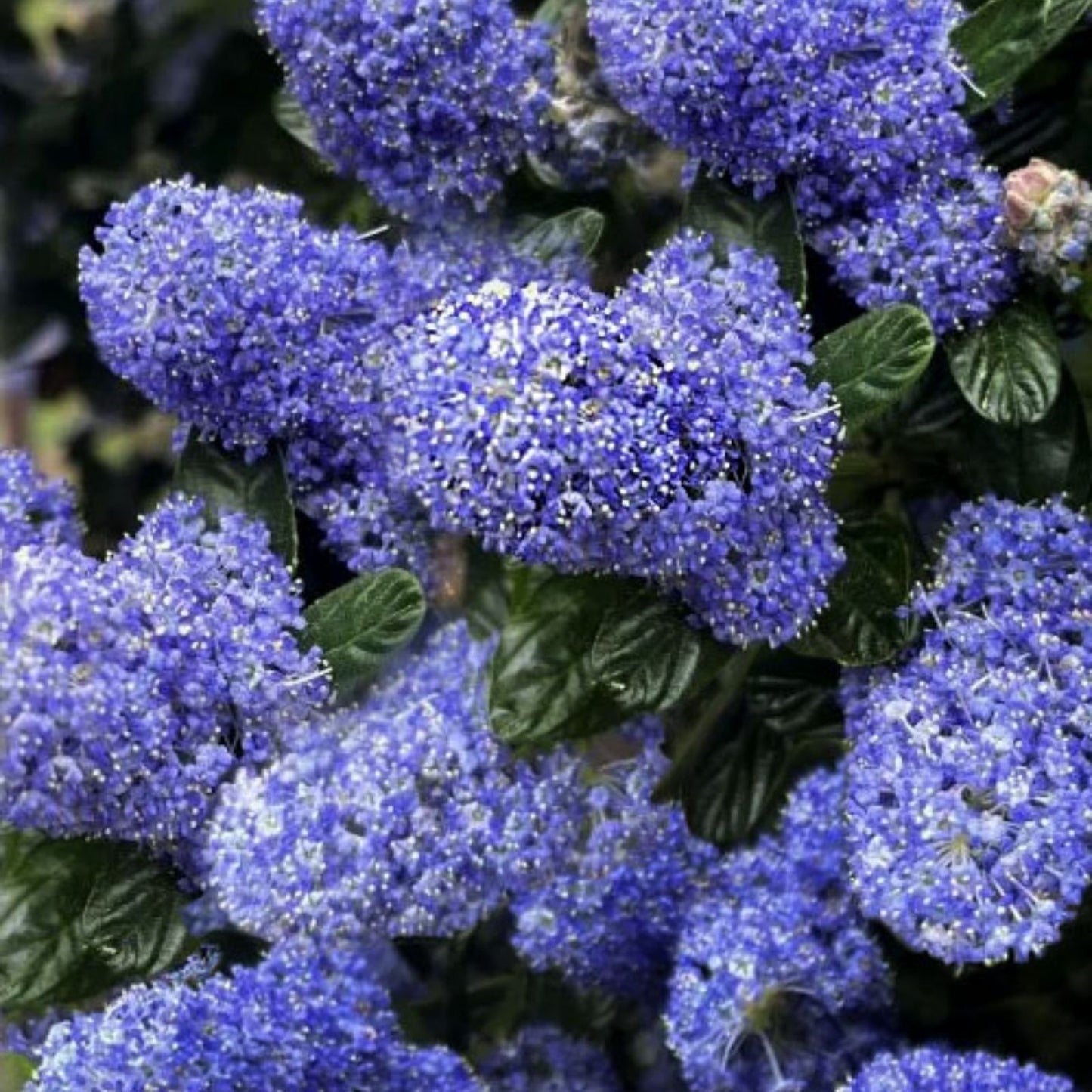 California Lilac Live Plant 12" Purple Fragrant Shrub Ceanothus, Drought Tolerant Native Ornamental Garden Shrub
