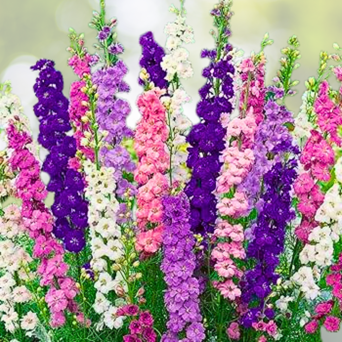 Rocket Larkspur Seeds - NIGHT SKY MIX - Delphinium - 500 Non-GMO Pollinator-Friendly Seeds - Flower Garden Planting