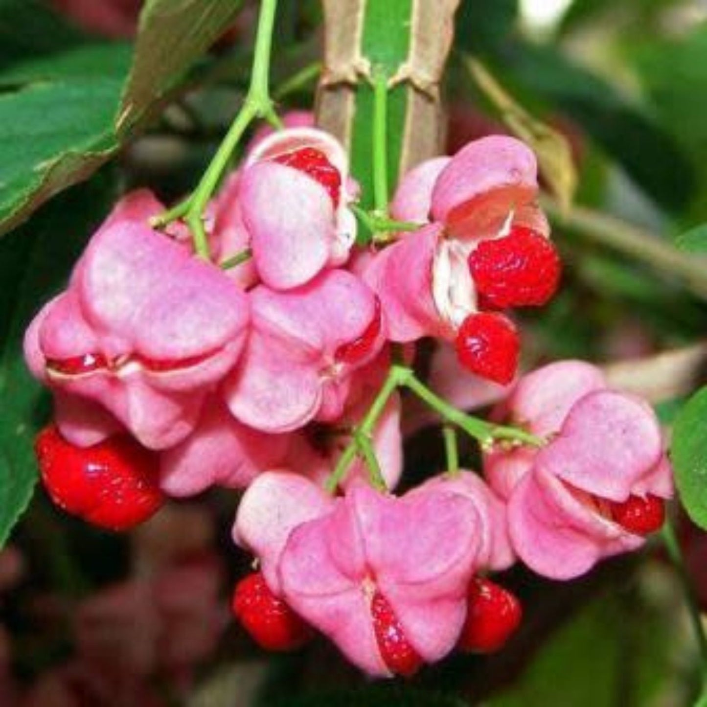 Cork Spindle Shrub Seeds 10 Pack - Euonymus phellomanus Hardy Ornamental Plant for Landscaping
