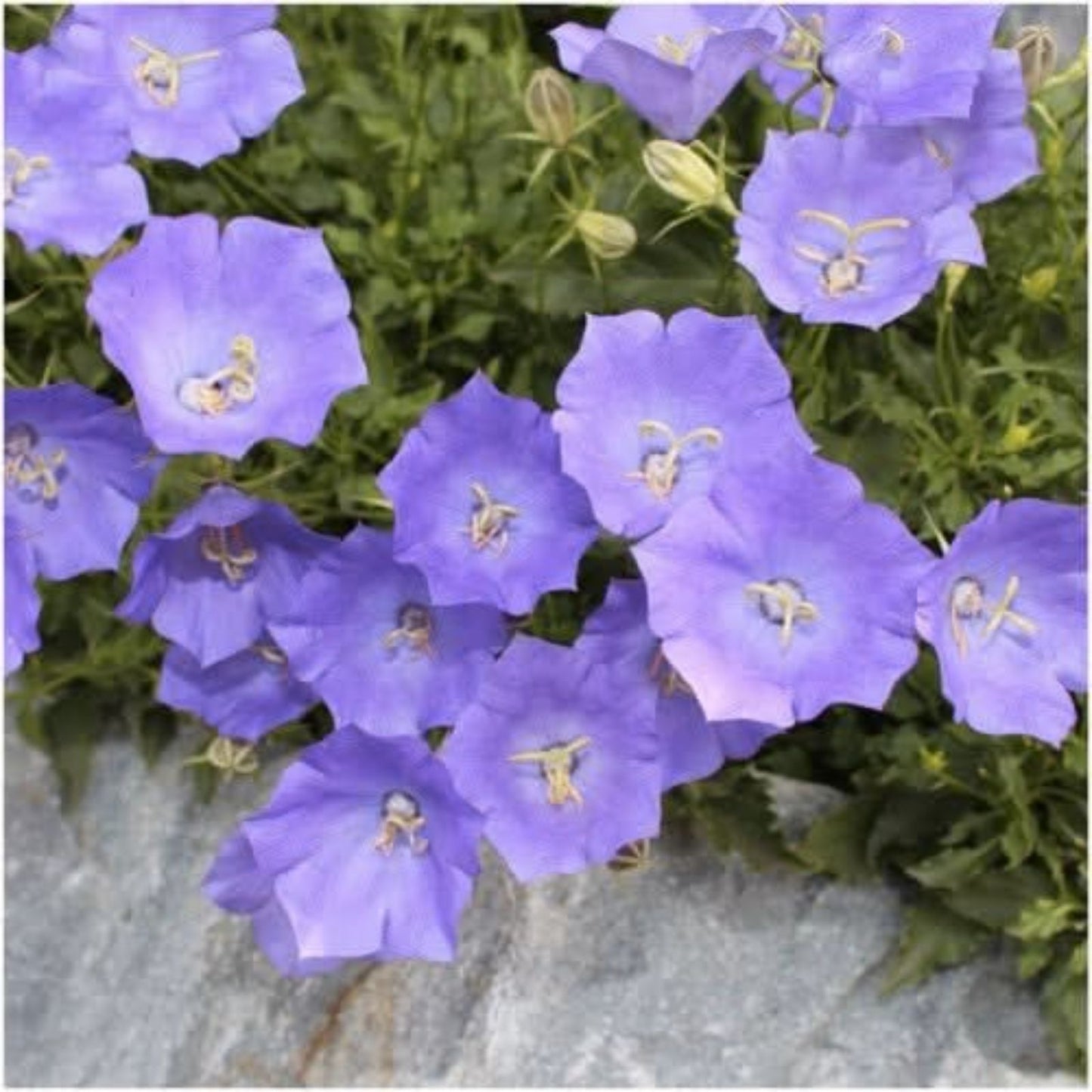 Purple Tussock Bellflower Seeds - 2000+ Perennial Carpathian Bellflower Seeds - Campanula carpatica - USA