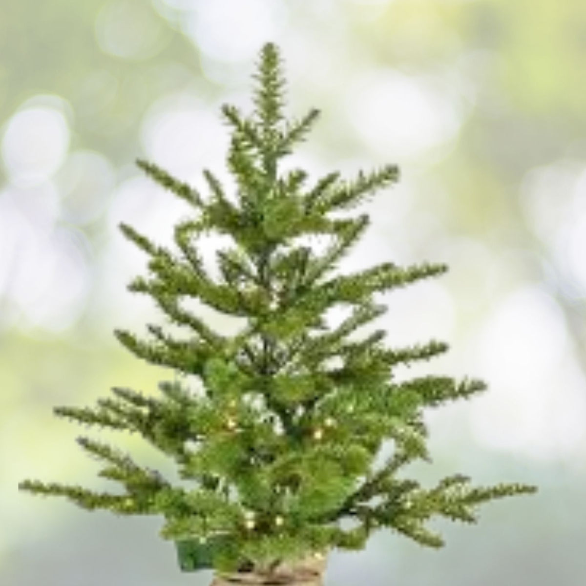 Noble-Fir-Live-Trees-Set-of-3,-10-16"-Tall,-Christmas-Tree,-Abies-procera,-Free-Shipping