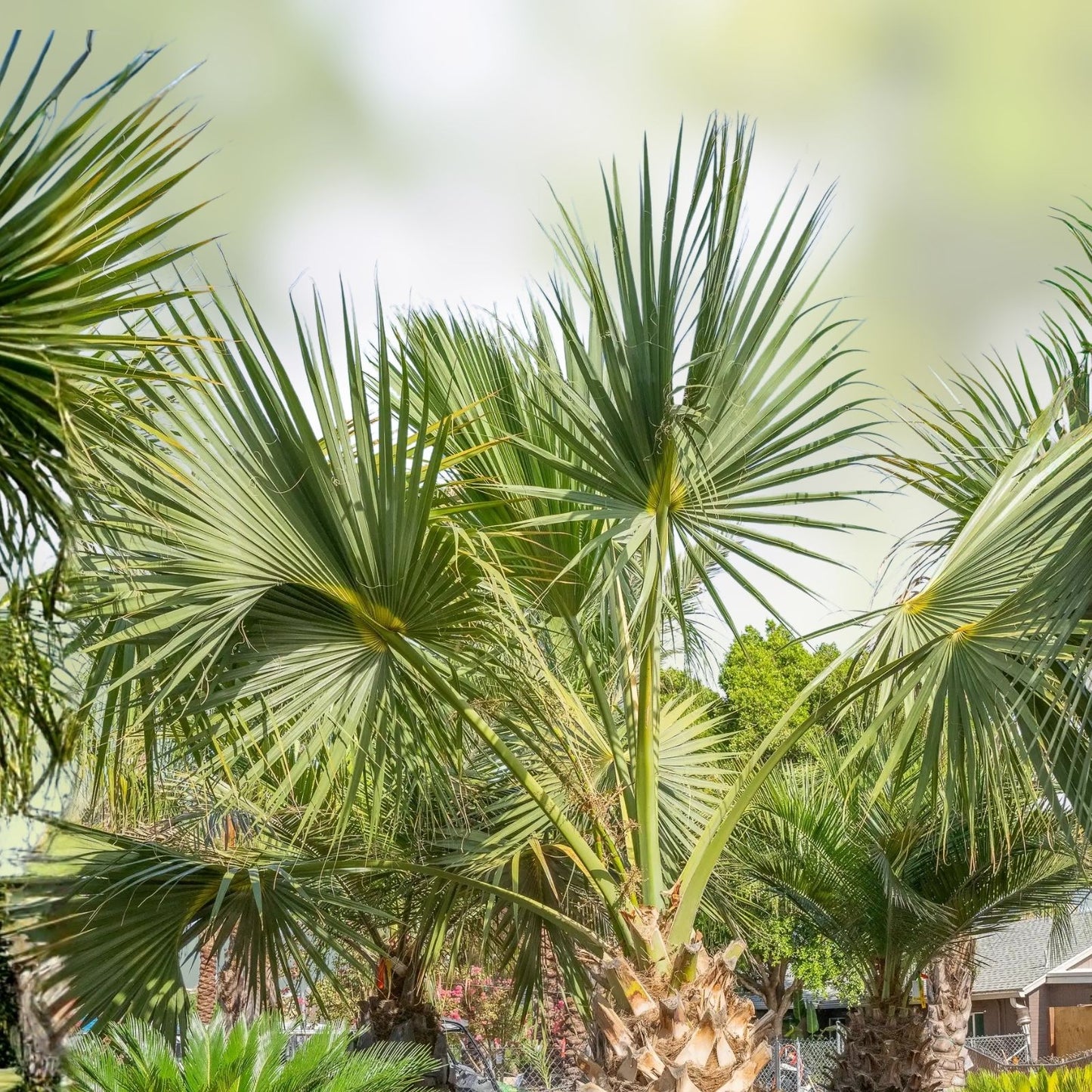 Sabal Palm Tree Sapling 2+ Years Old Cabbage Palm Texas Sabal Not Bare Root Landscaping Sabal palmetto