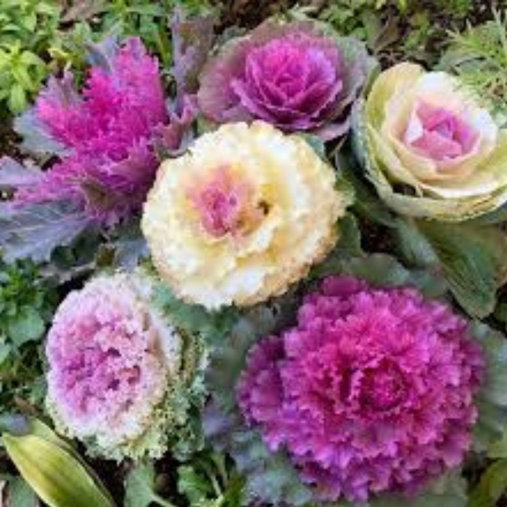 Ornamental Kale Seeds 10 Pack Condor White Organic Brassica oleracea USA Grown