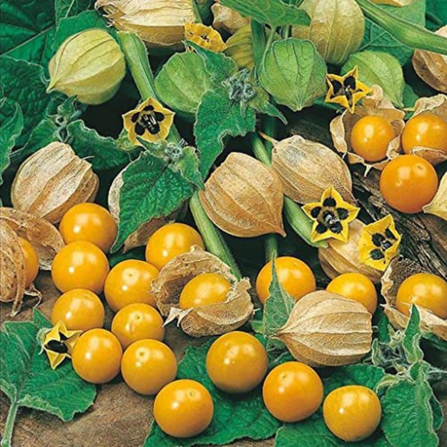 Golden Berry Plant Cuttings - 6 Fresh Pineapple Variety Physalis peruviana - Edible Fruit Plant for Garden or Container