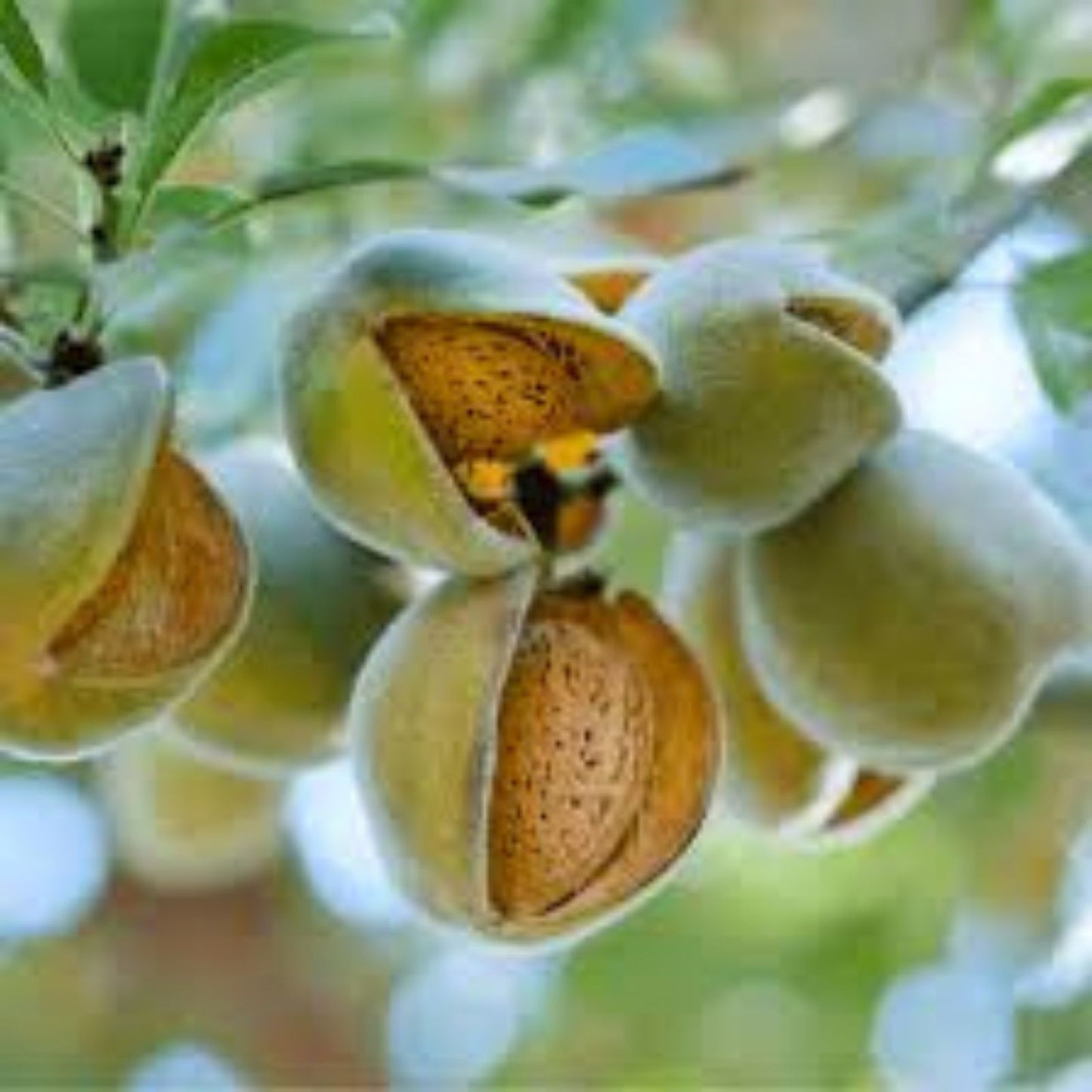 Almond Tree Seeds 10 Pack Organic Prunus dulcis Almond Variety Fruit Tree Growing Kit