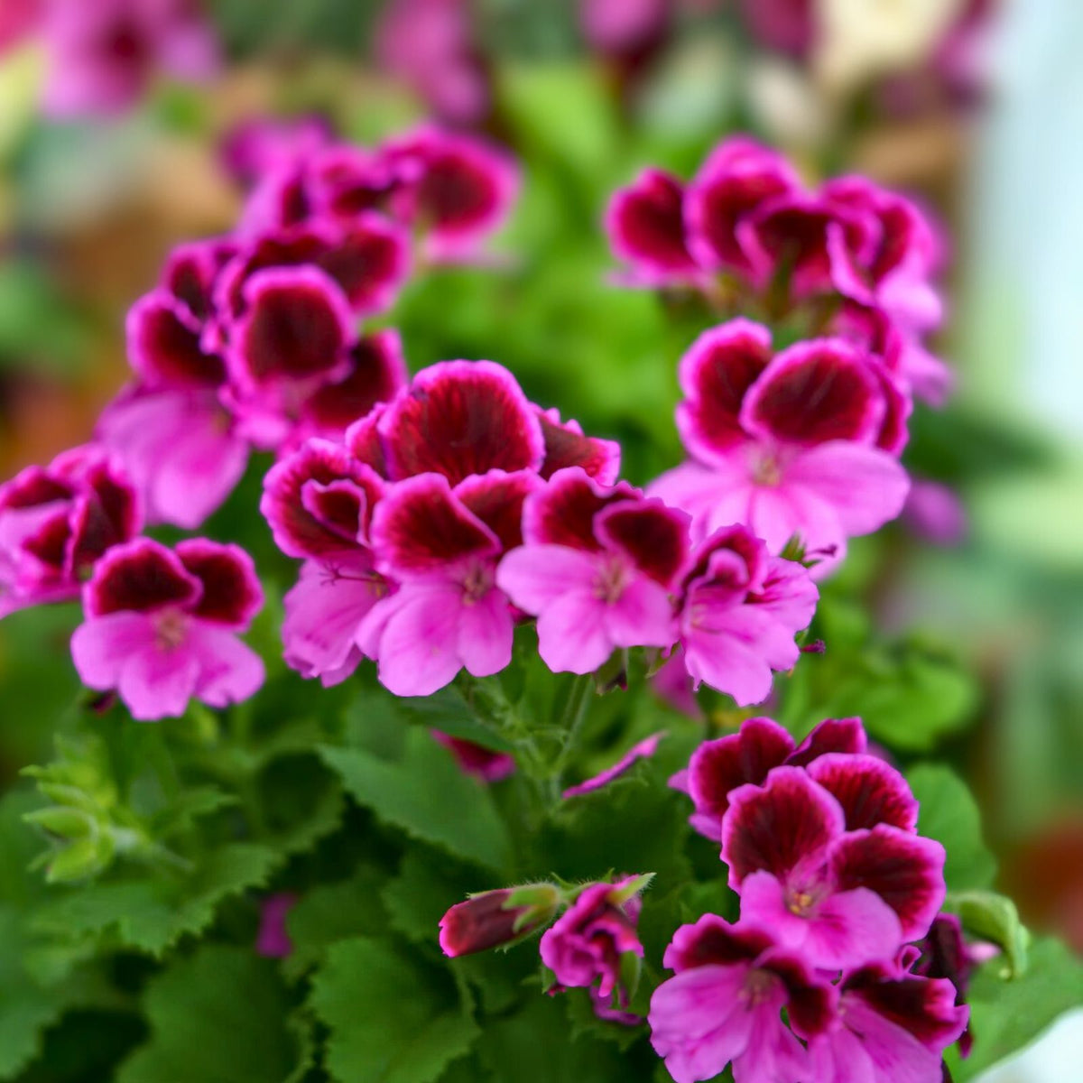 Geranium Starter Cuttings 6" Lavender Pink Pelargonium - Black Color