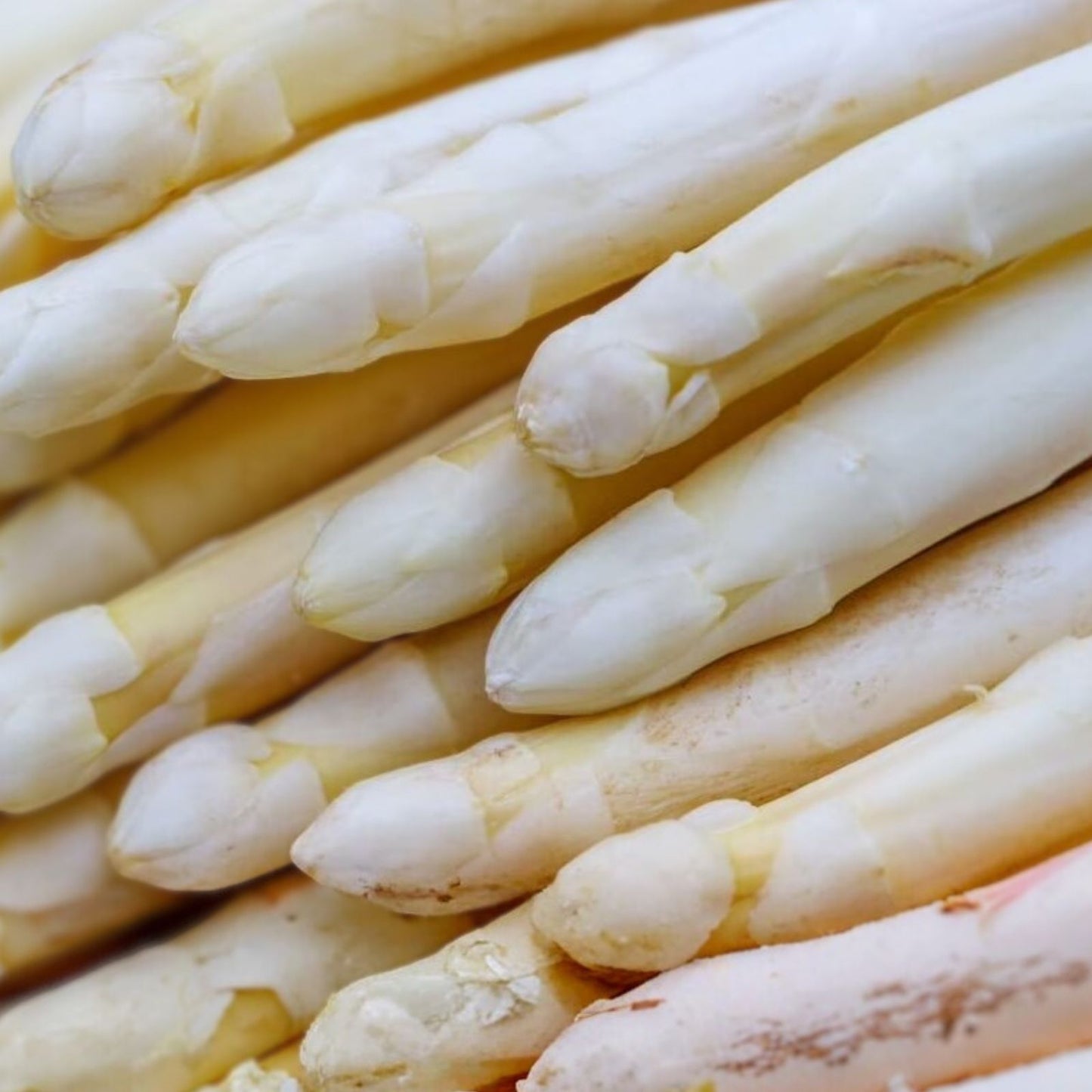 White Asparagus Seeds for Planting - 100+ Rare Asparagus officinalis Seeds - Exotic Garden Vegetable