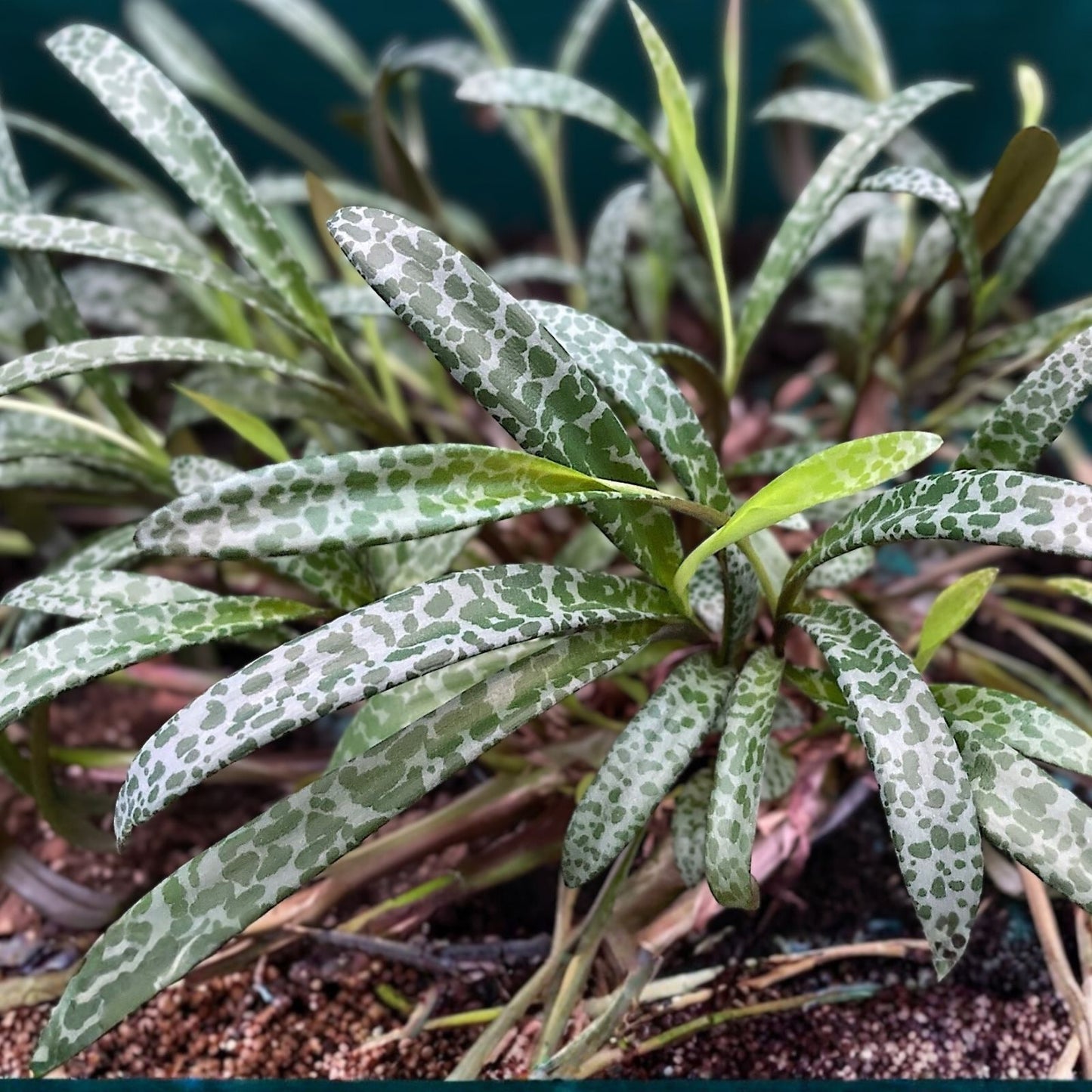 Succulent Live Plant - Silver Squill Variegated - Ledebouria socialis - 1 Bulb Houseplant - Easy Care Indoor Plant