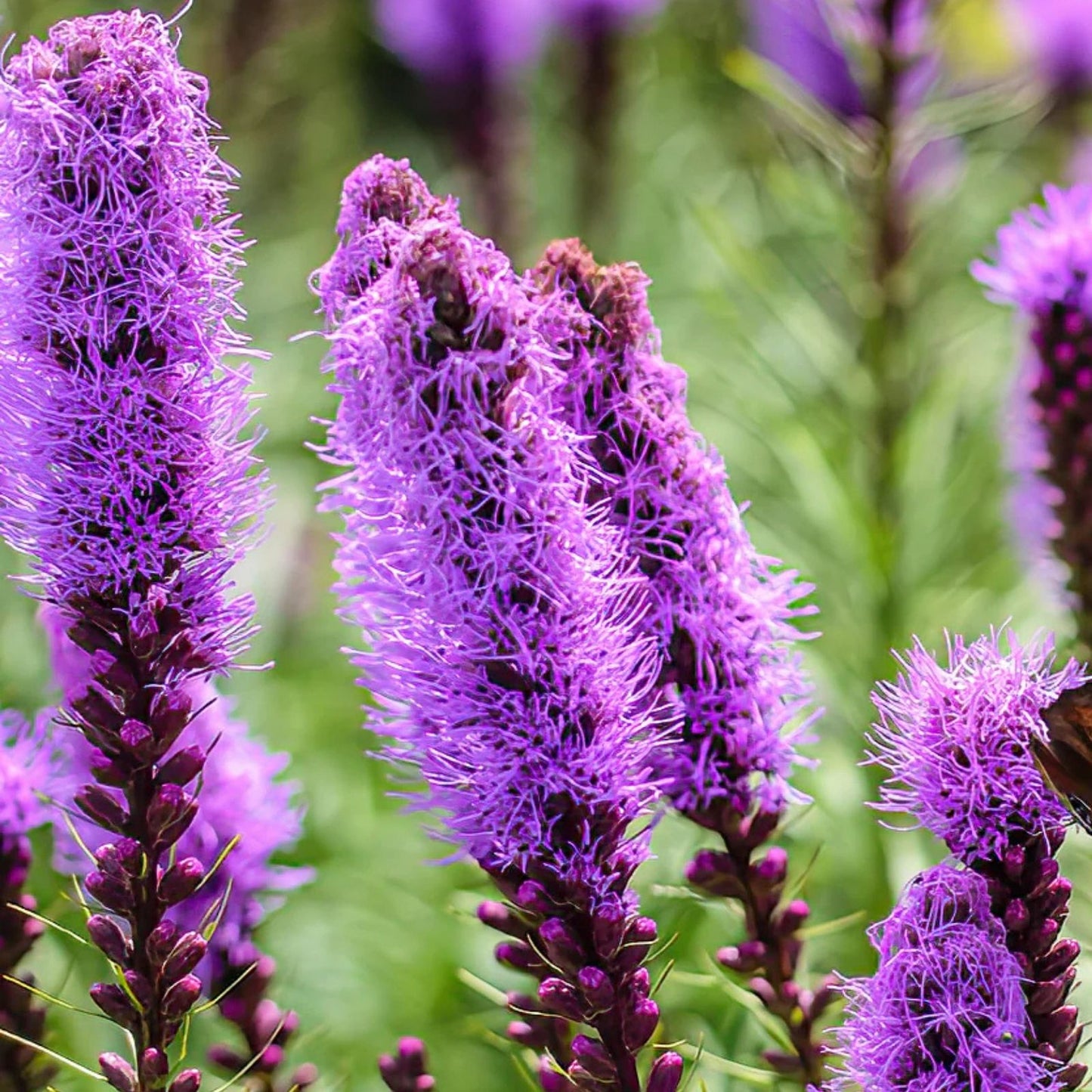Liatris Spicata Bulbs 10 Pack Purple Blazing Star Corms Perennial Drought Tolerant Butterfly Attracting